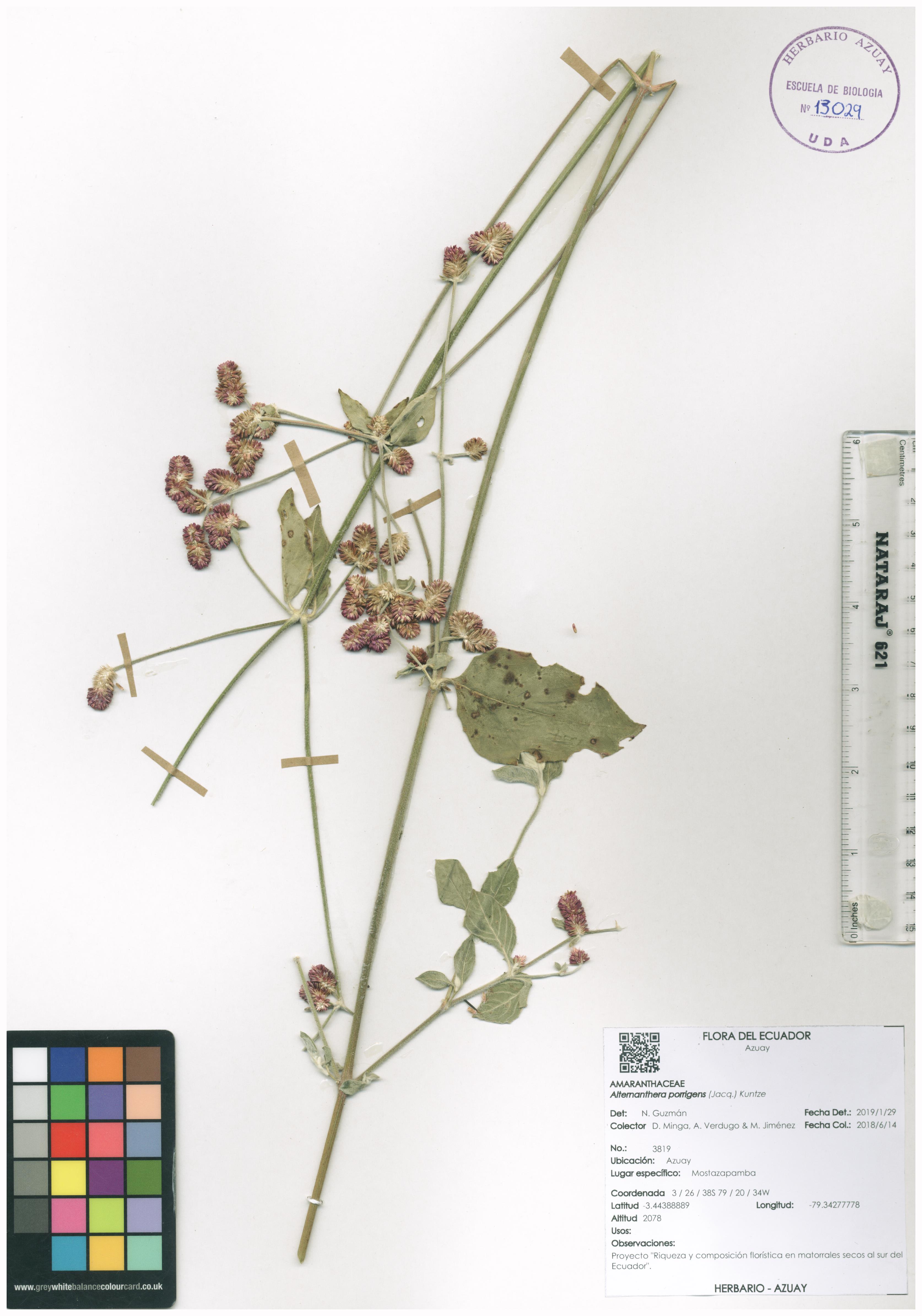 Alternanthera porrigens (Jacq.) Kuntze