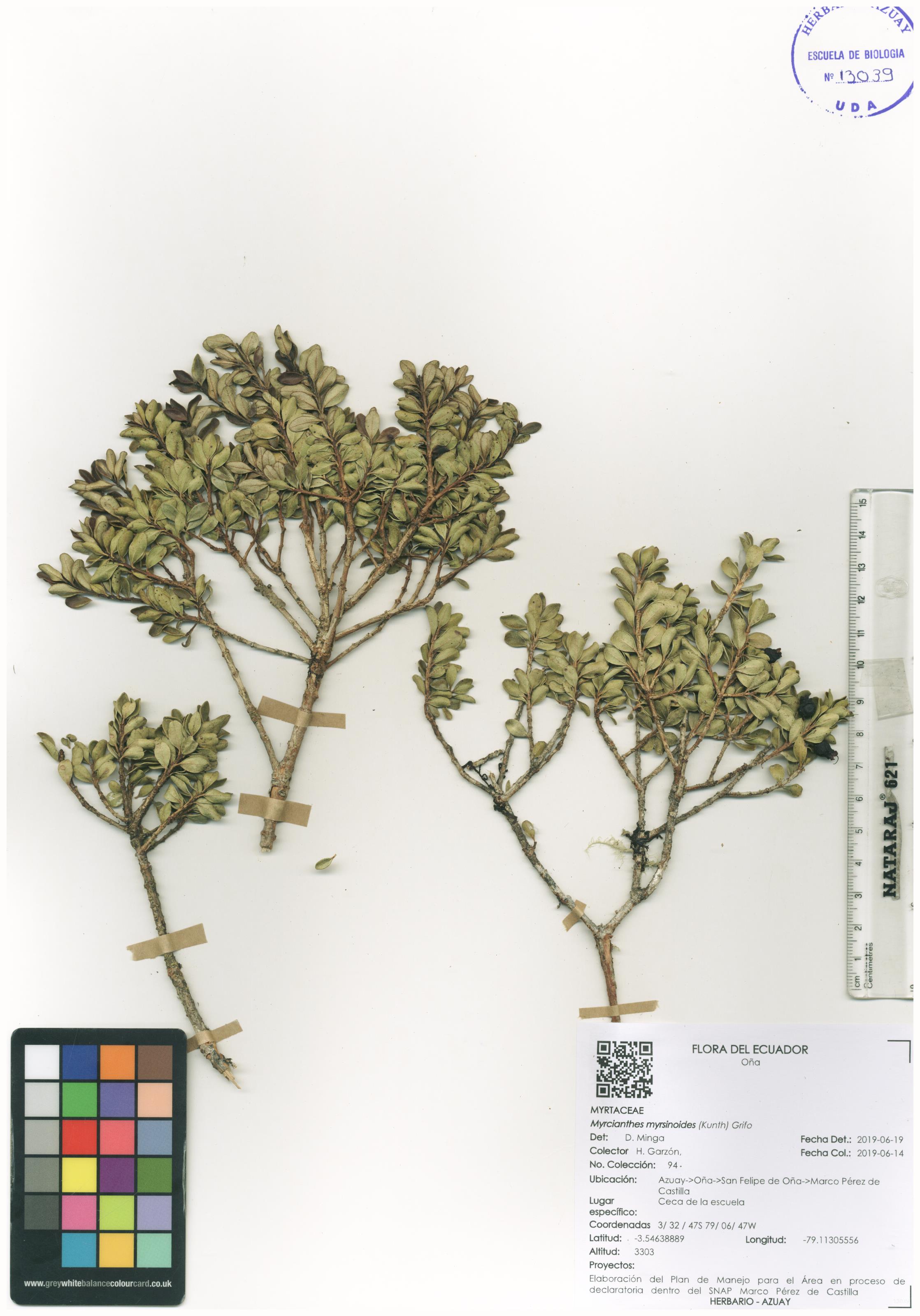 Myrcianthes myrsinoides (Kunth) Grifo