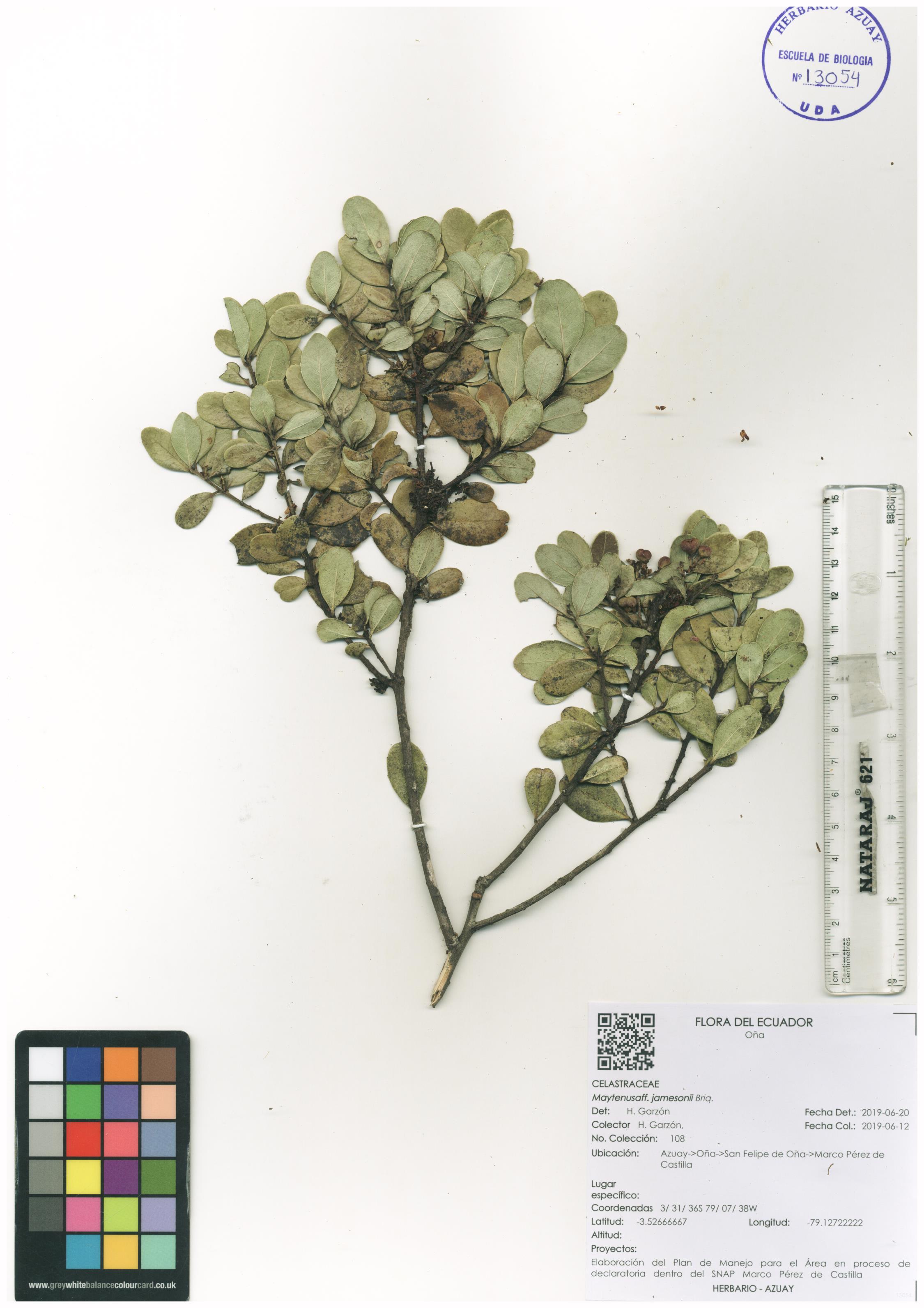 Maytenus jamesonii Briq.