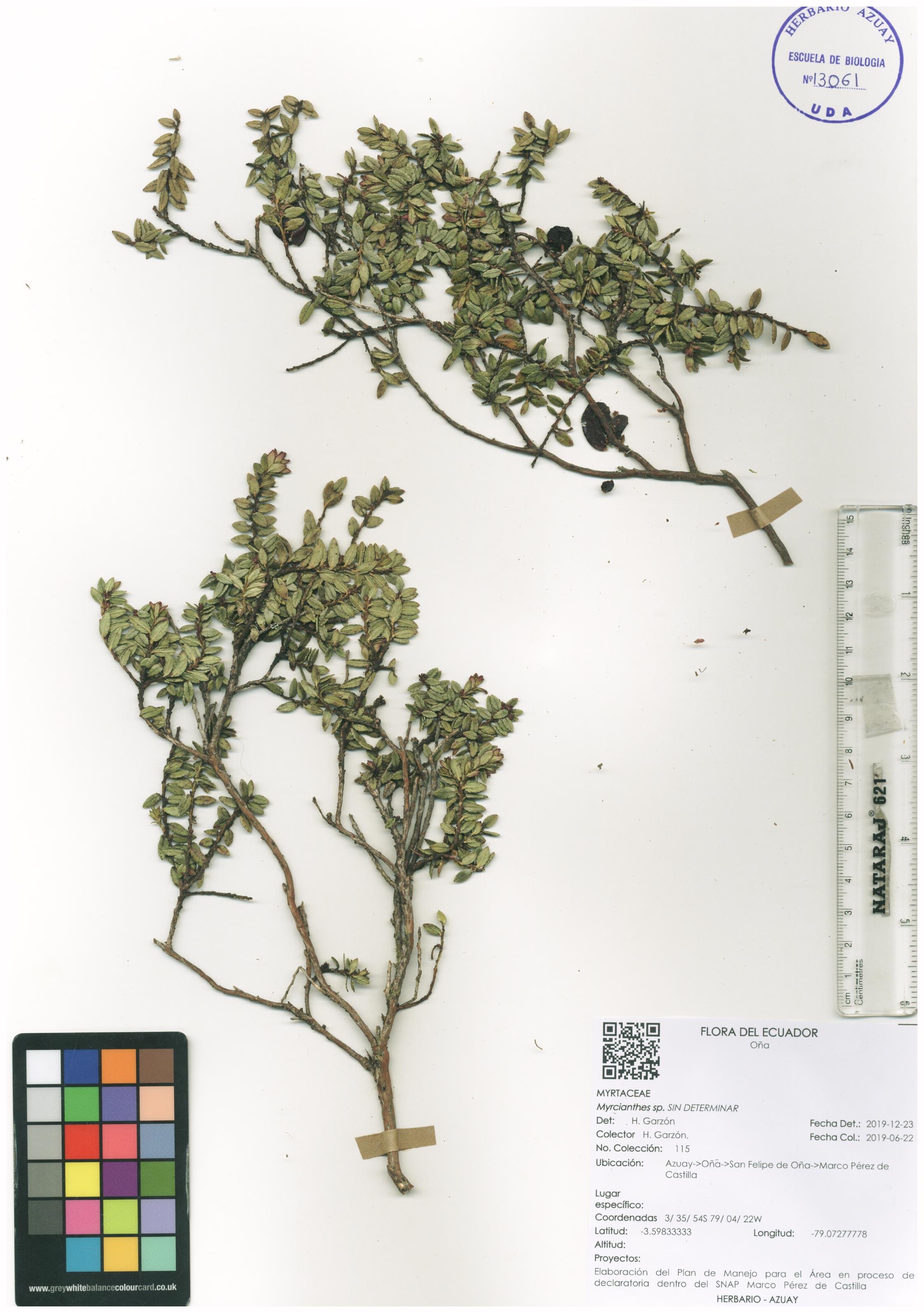 Myrcianthes sp. SIN DETERMINAR