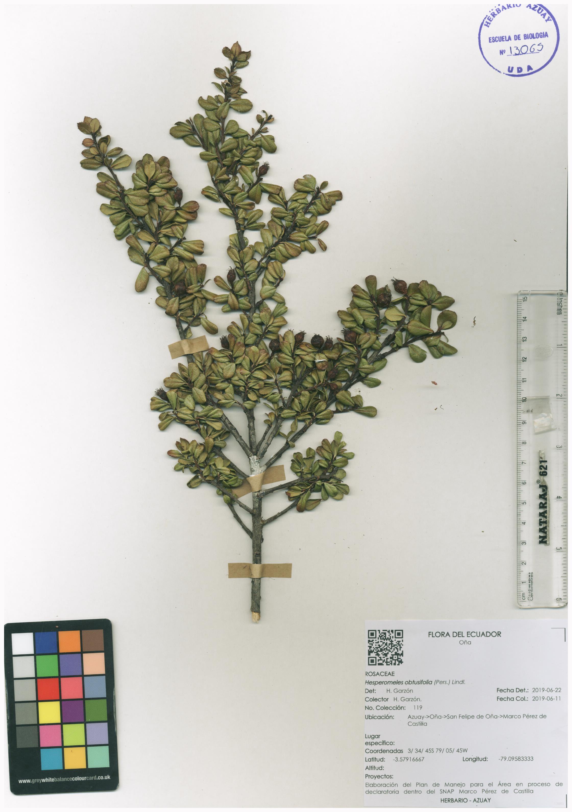 Hesperomeles obtusifolia (Pers.) Lindl.