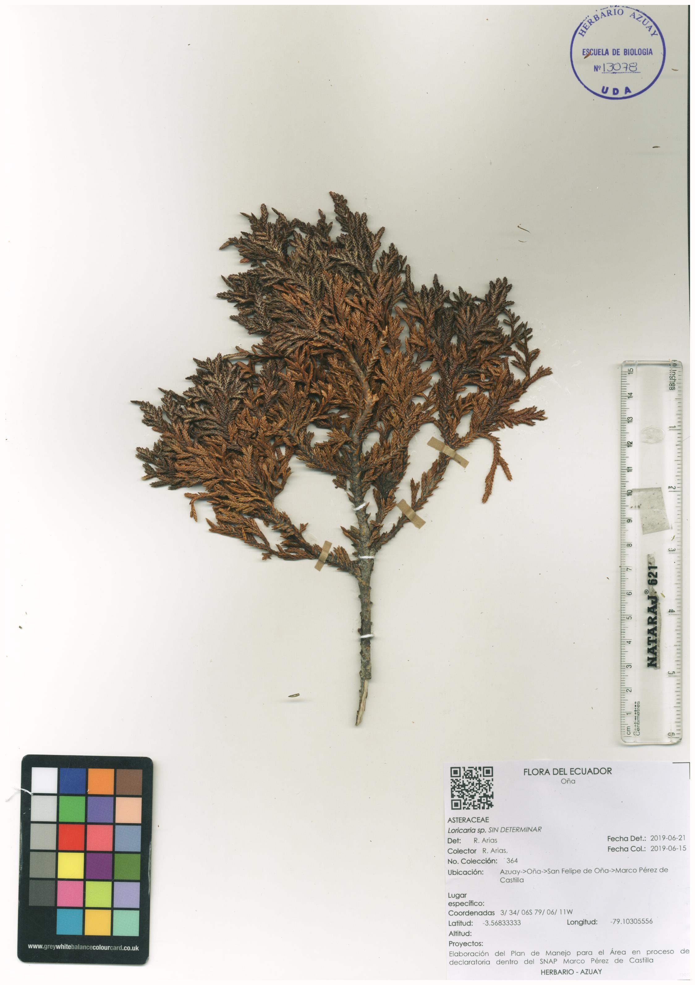 Loricaria sp. SIN DETERMINAR