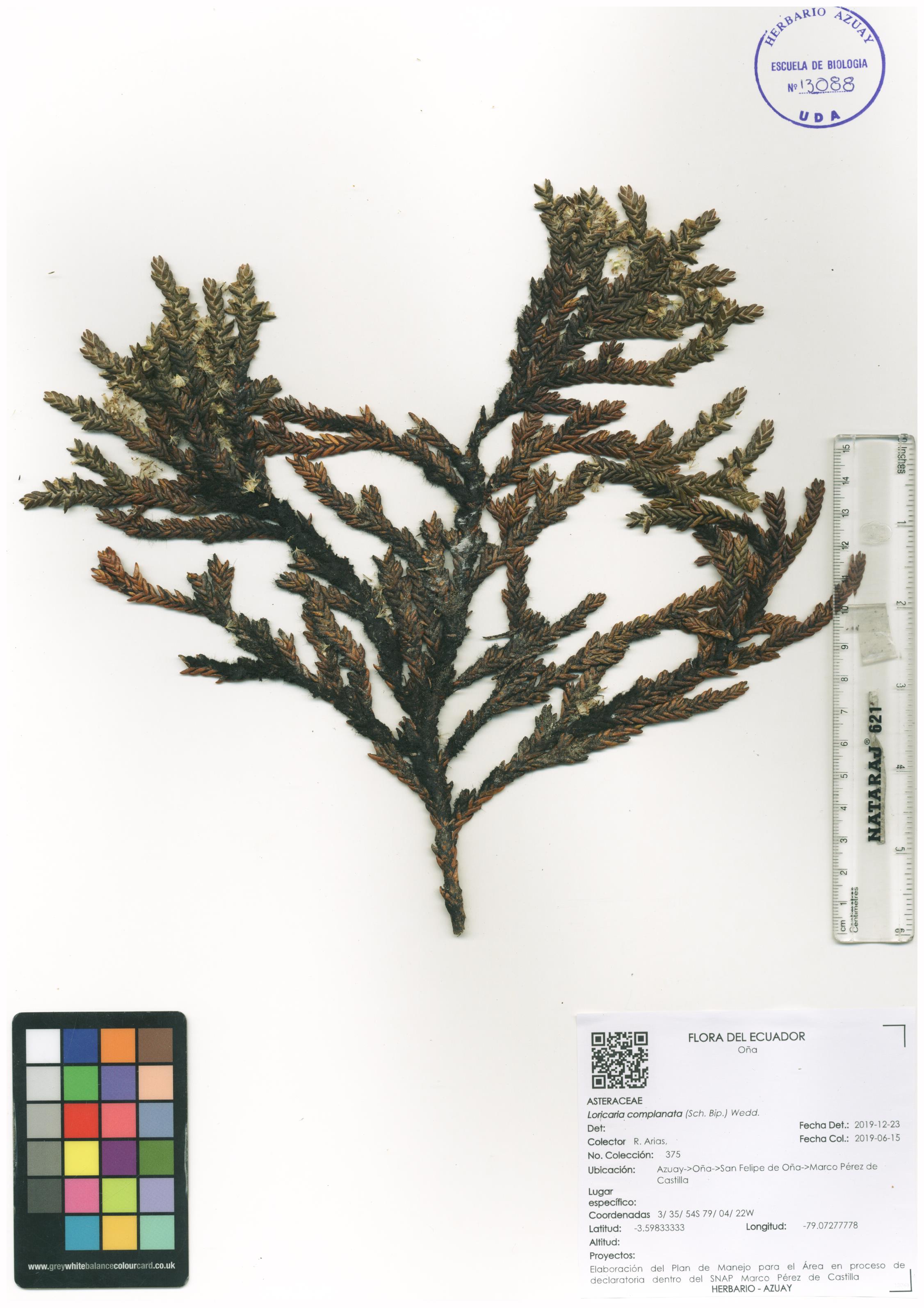 Loricaria complanata (Sch. Bip.) Wedd.