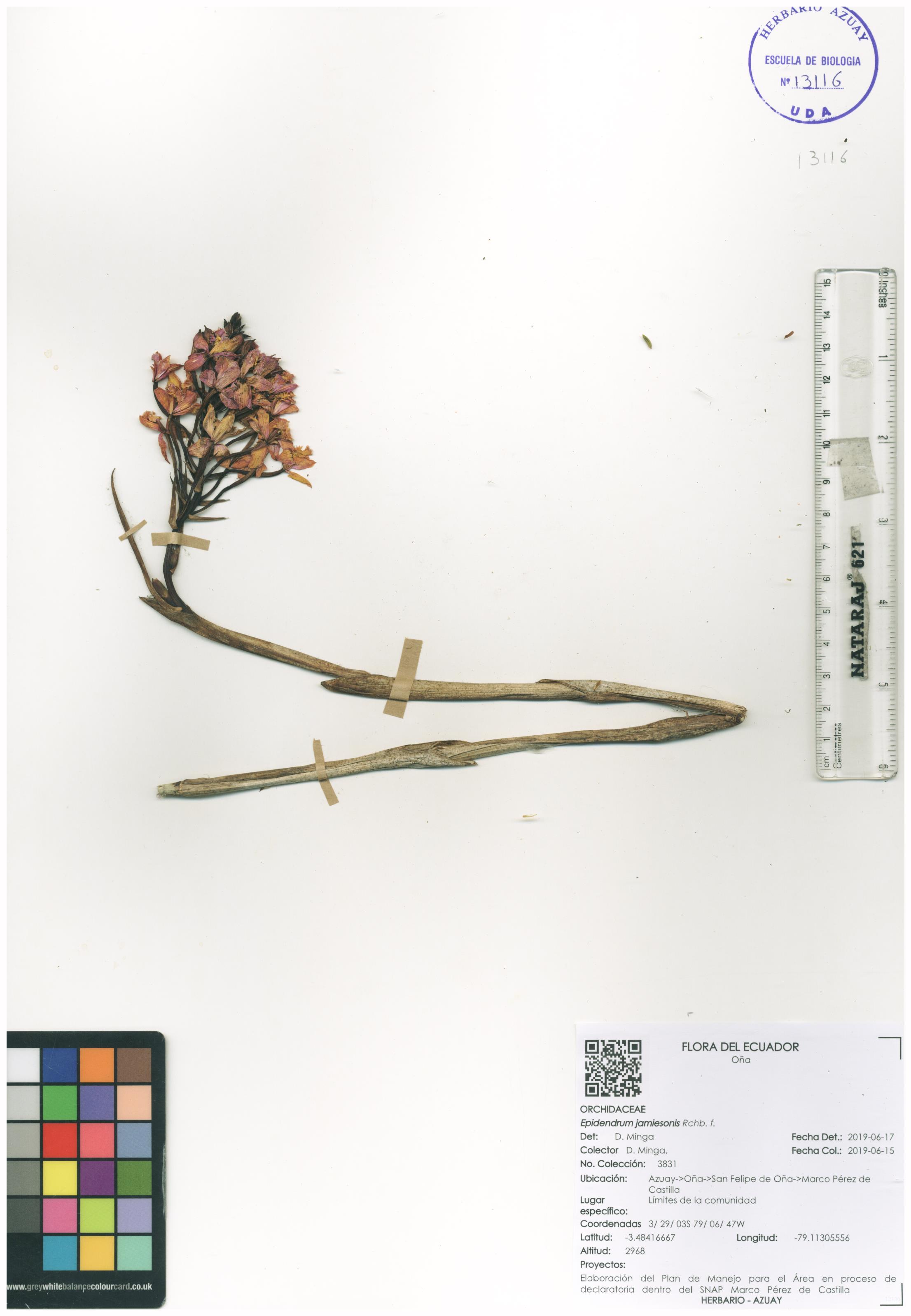 Epidendrum jamiesonis Rchb. f.
