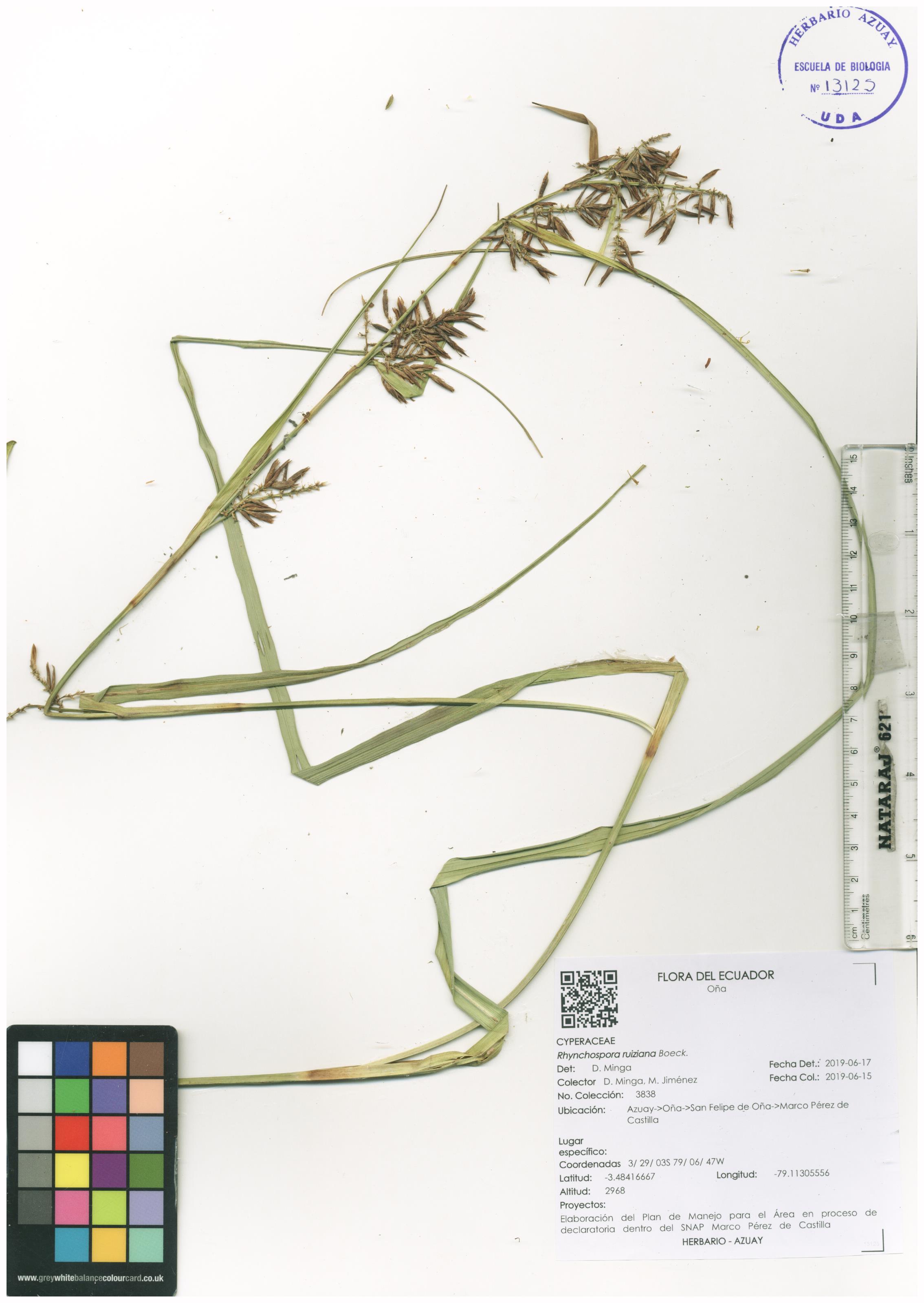 Rhynchospora ruiziana Boeck.