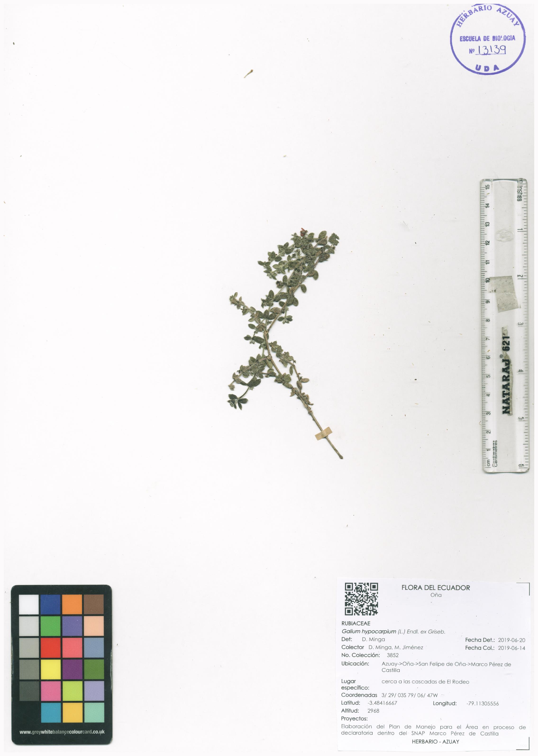 Galium hypocarpium (L.) Endl. ex Griseb.