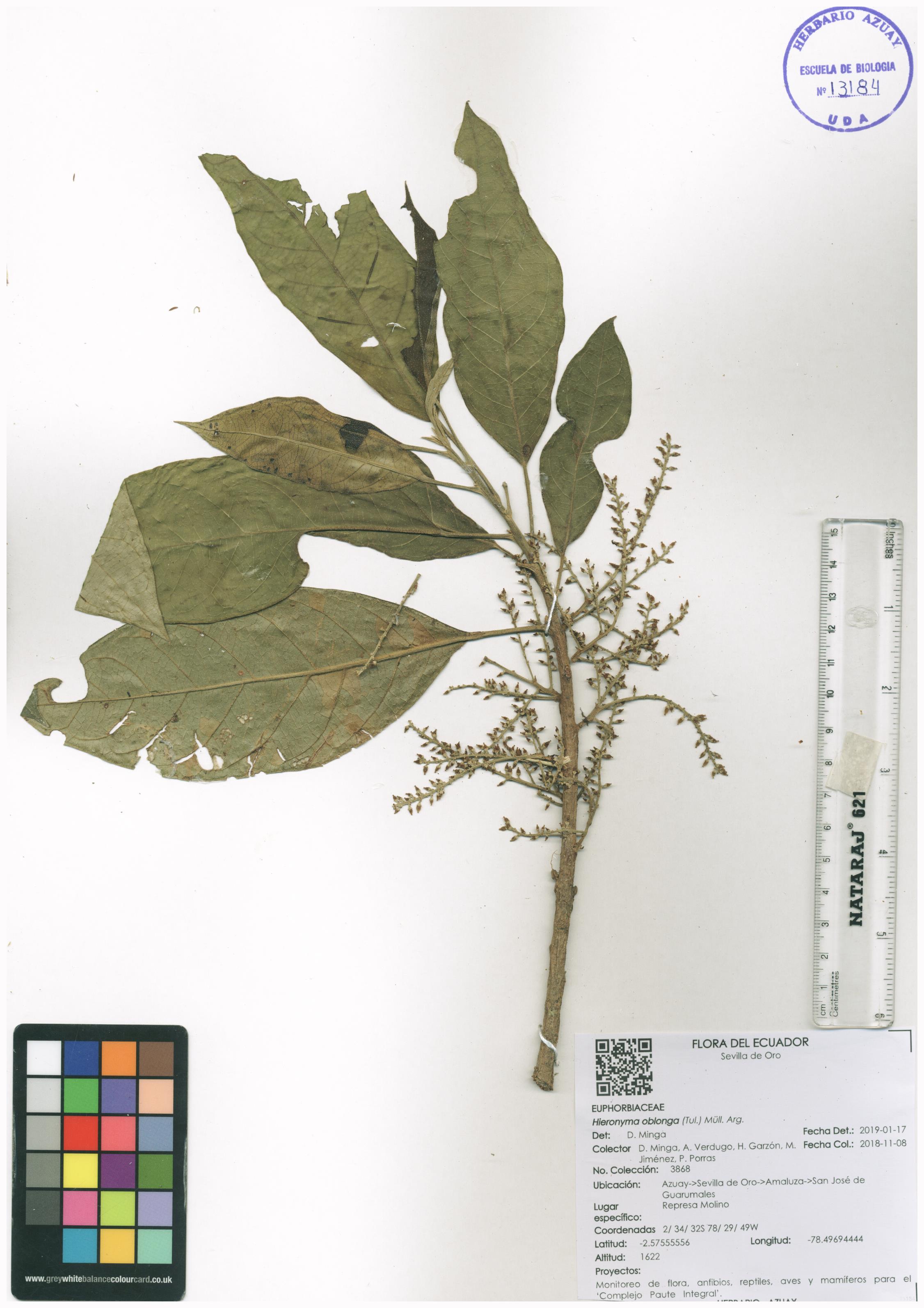Hieronyma oblonga (Tul.) Müll. Arg.