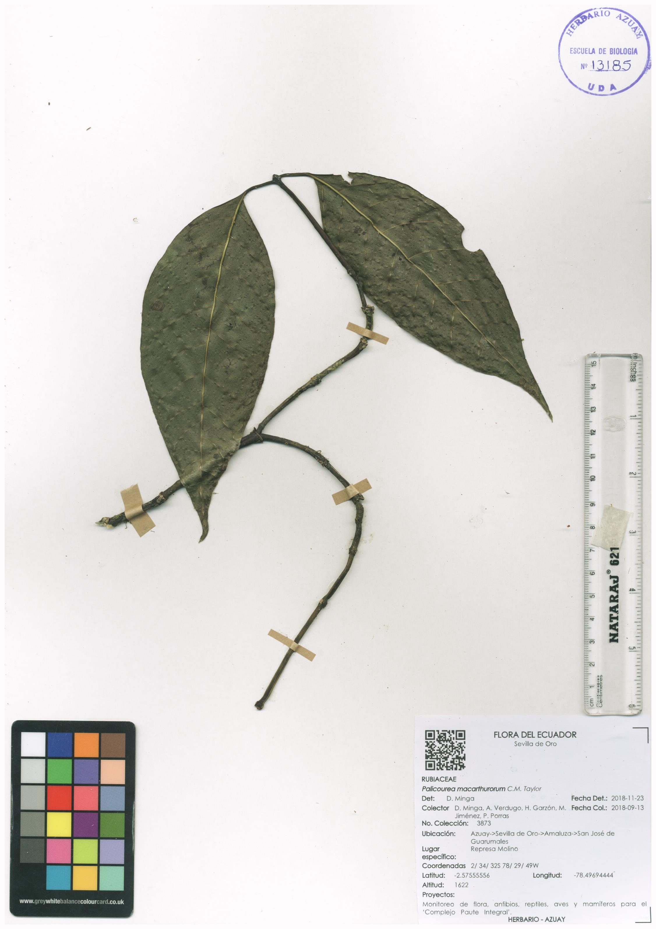 Palicourea macarthurorum C.M. Taylor