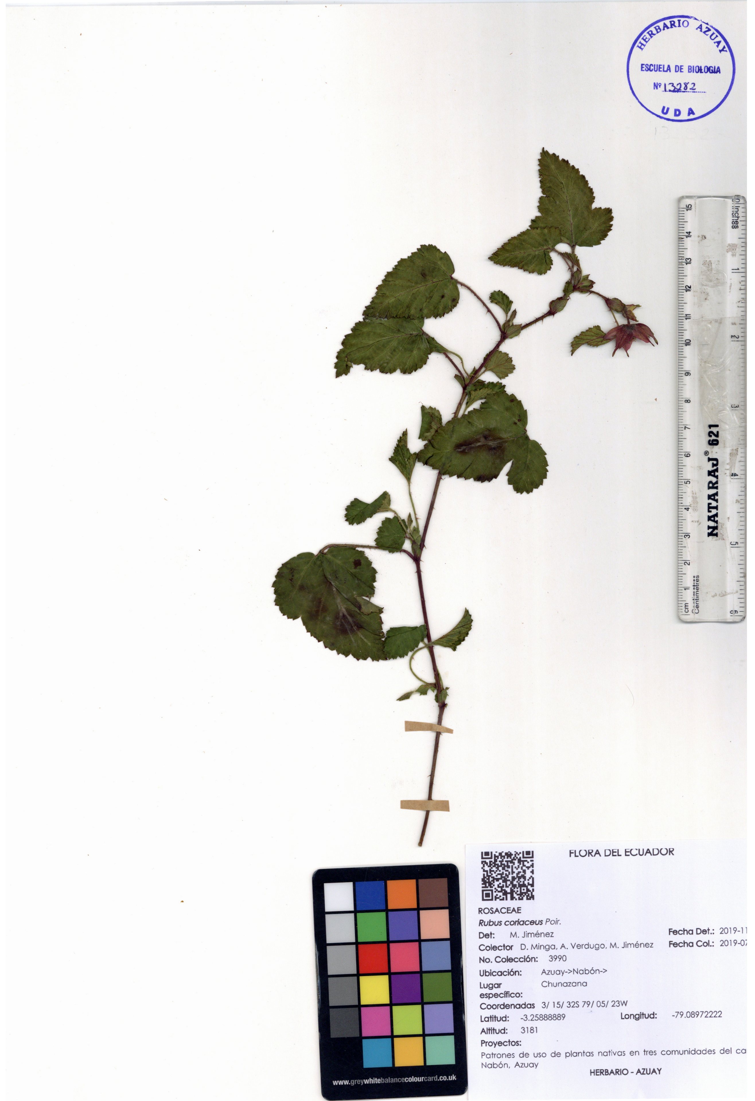 Rubus coriaceus Poir.