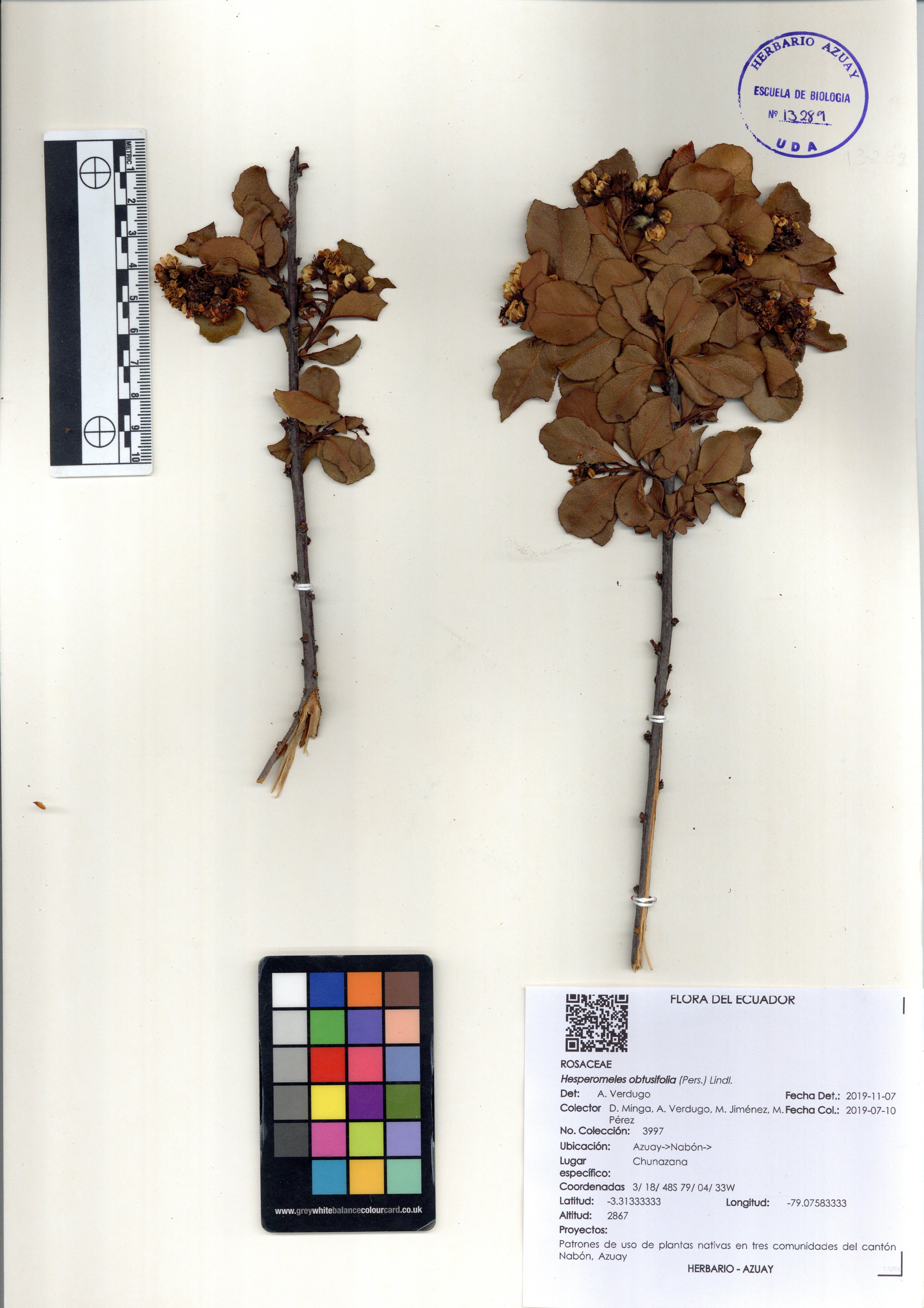 Hesperomeles obtusifolia (Pers.) Lindl.