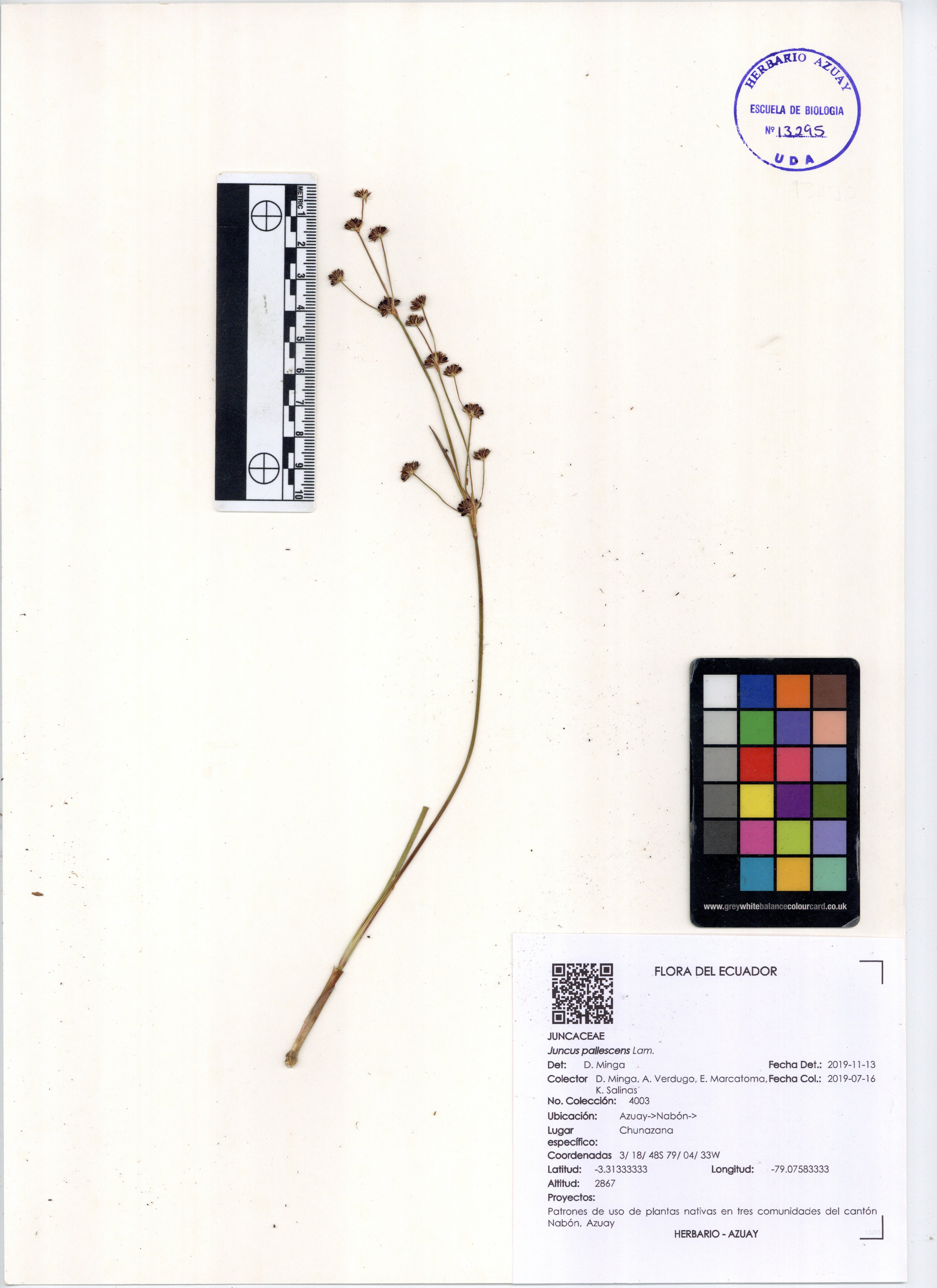 Juncus pallescens Lam.