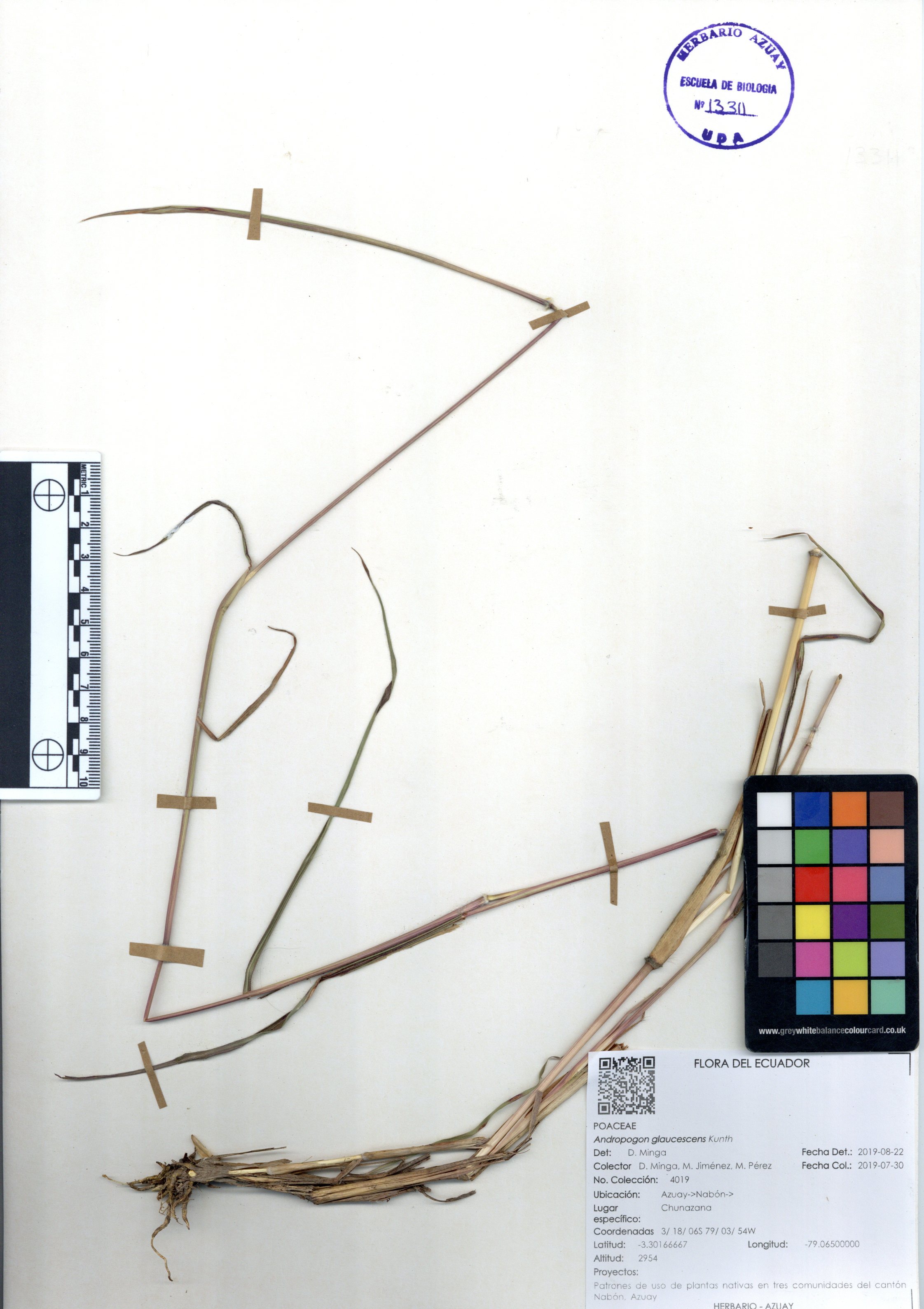 Miconia latifolia (D. Don) Naudin