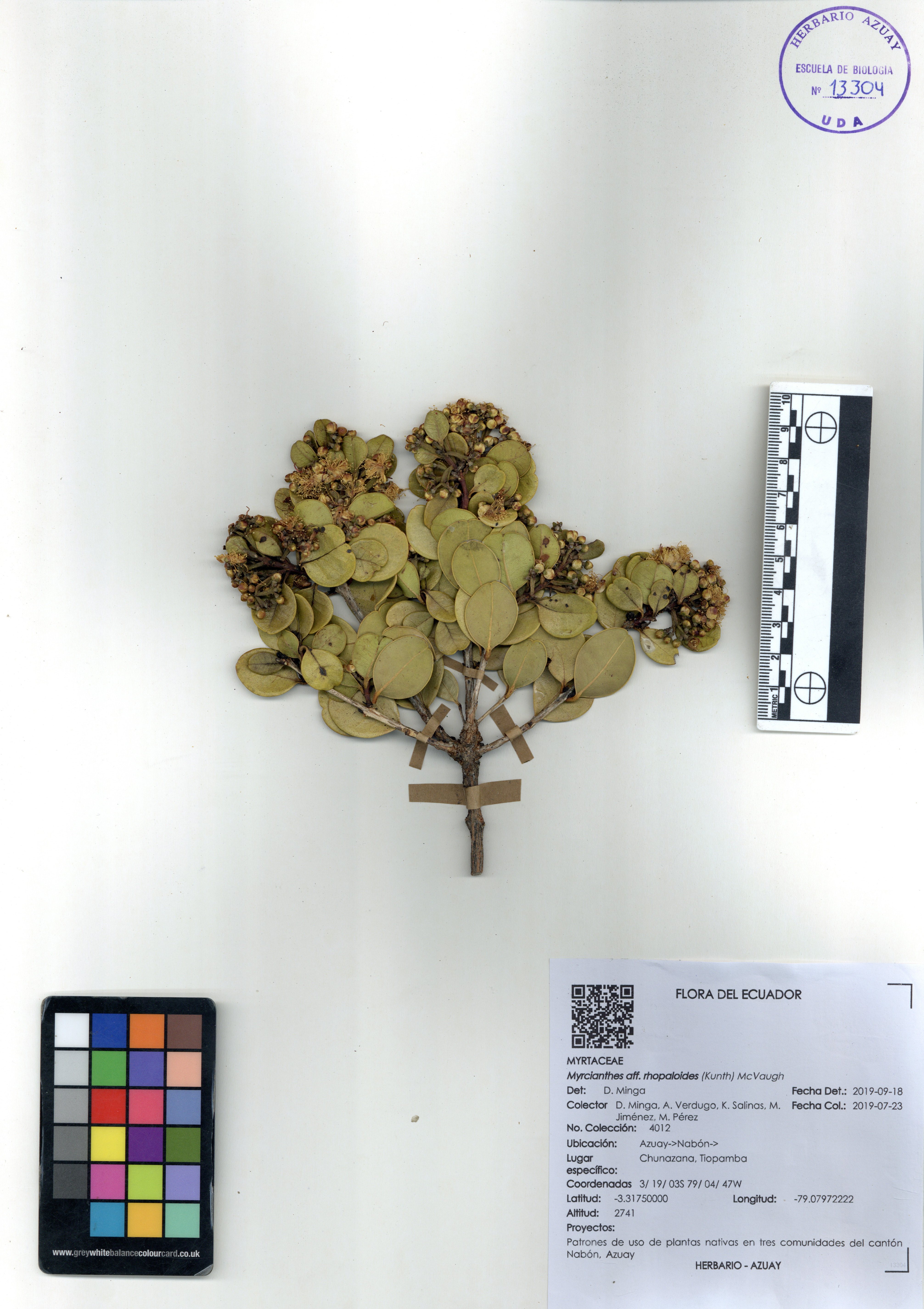 Myrcianthes rhopaloides (Kunth) McVaugh