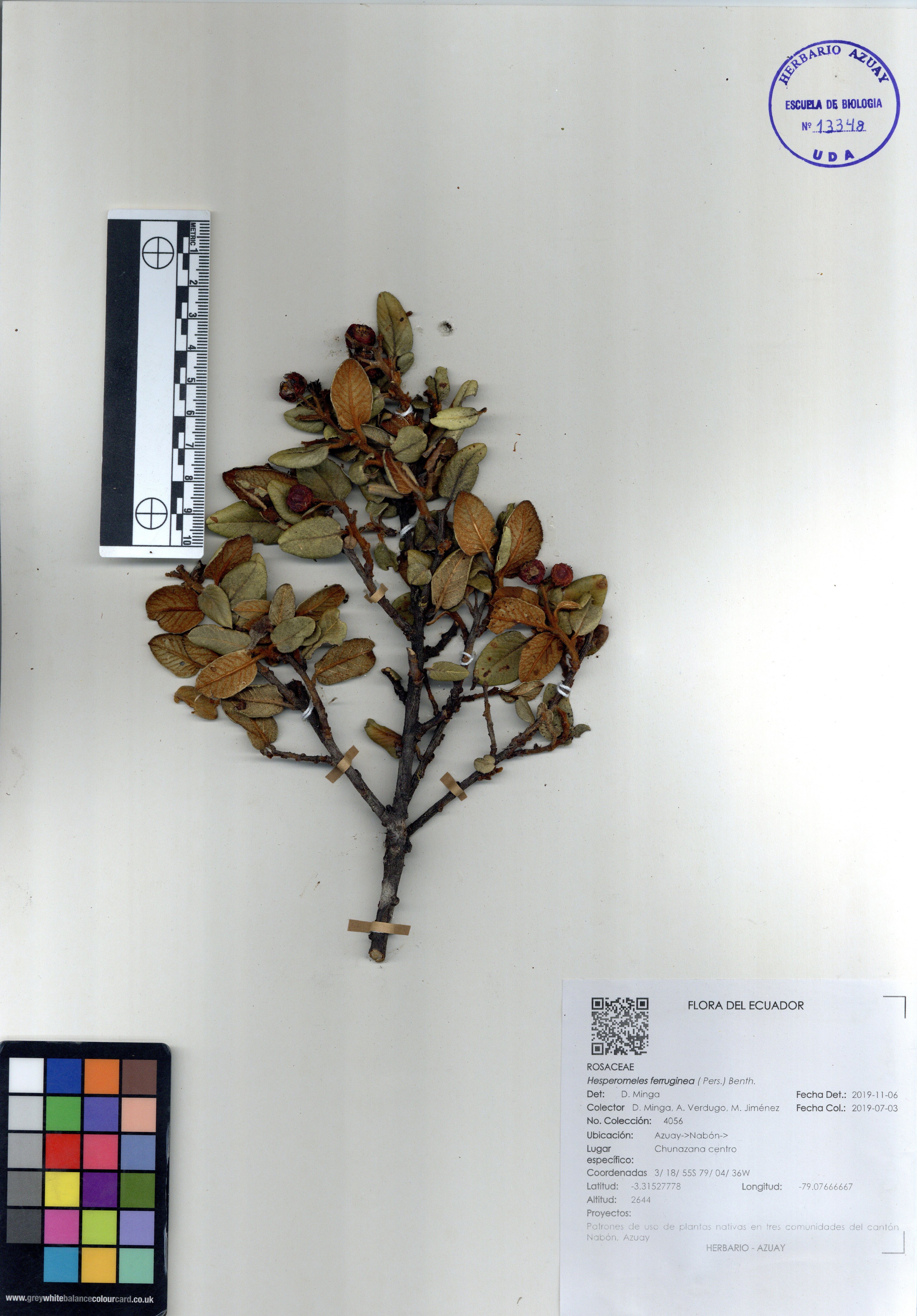 Hesperomeles ferruginea ( Pers.) Benth.