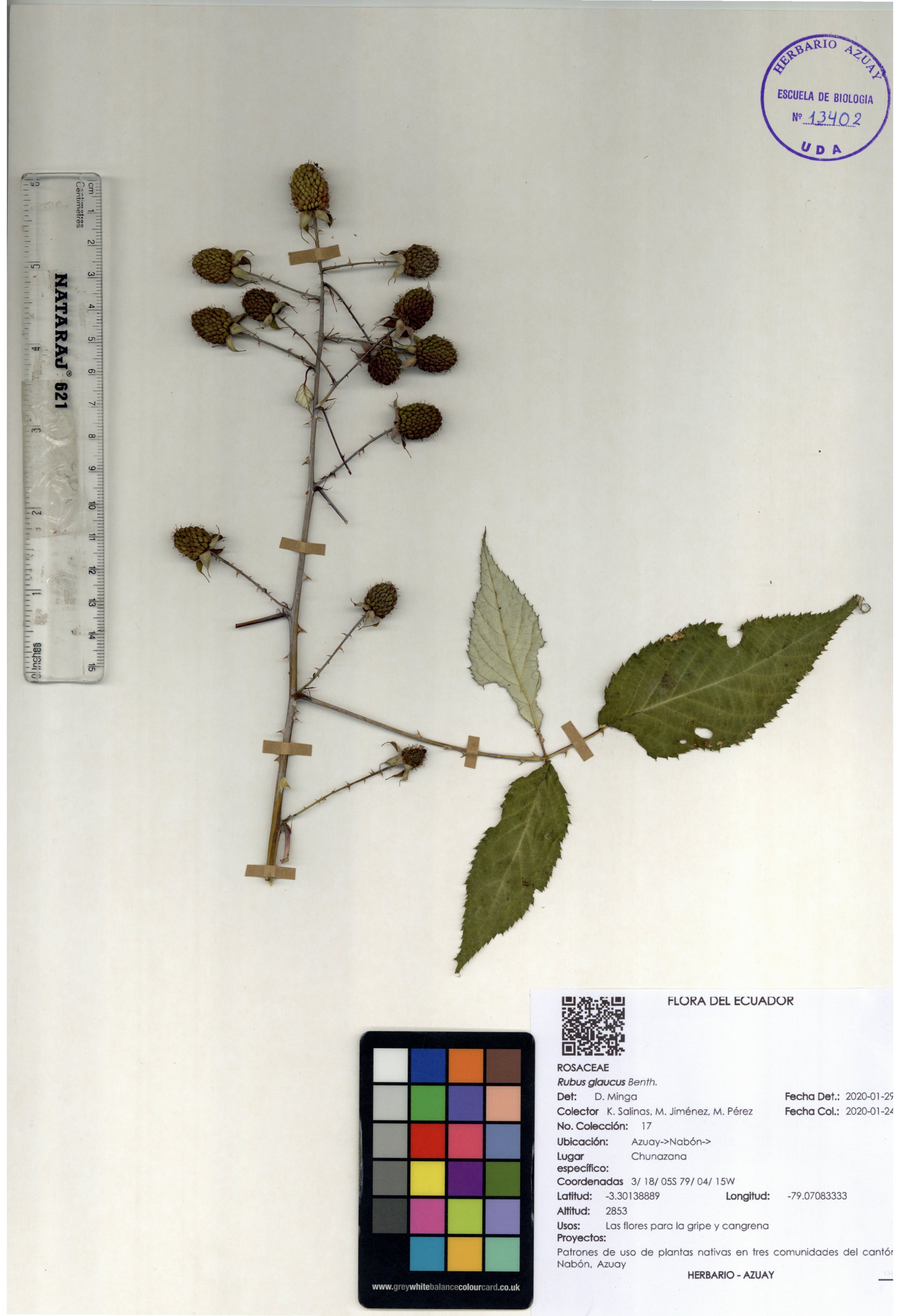 Rubus glaucus Benth.