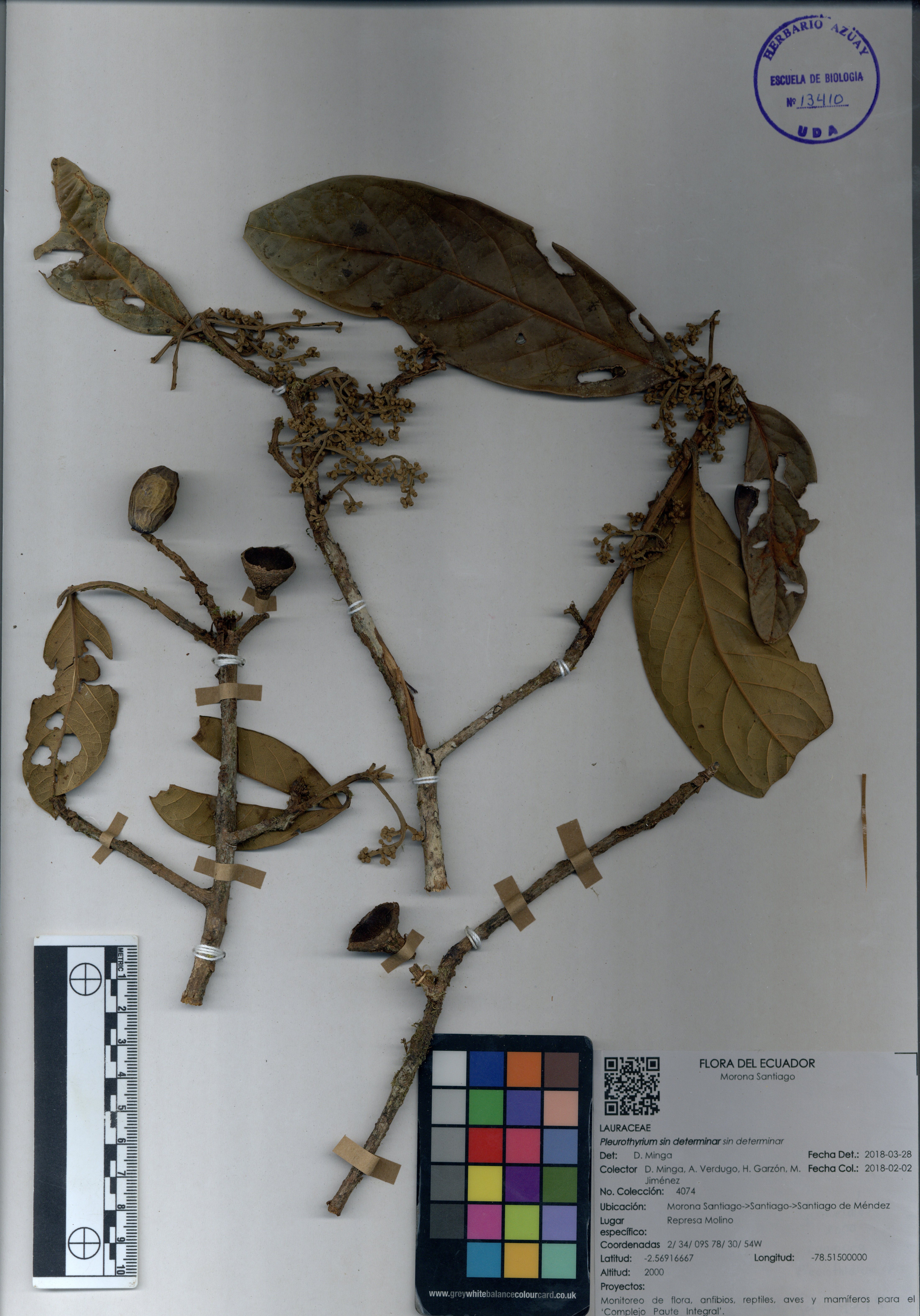 Pleurothyrium sin determinar sin determinar