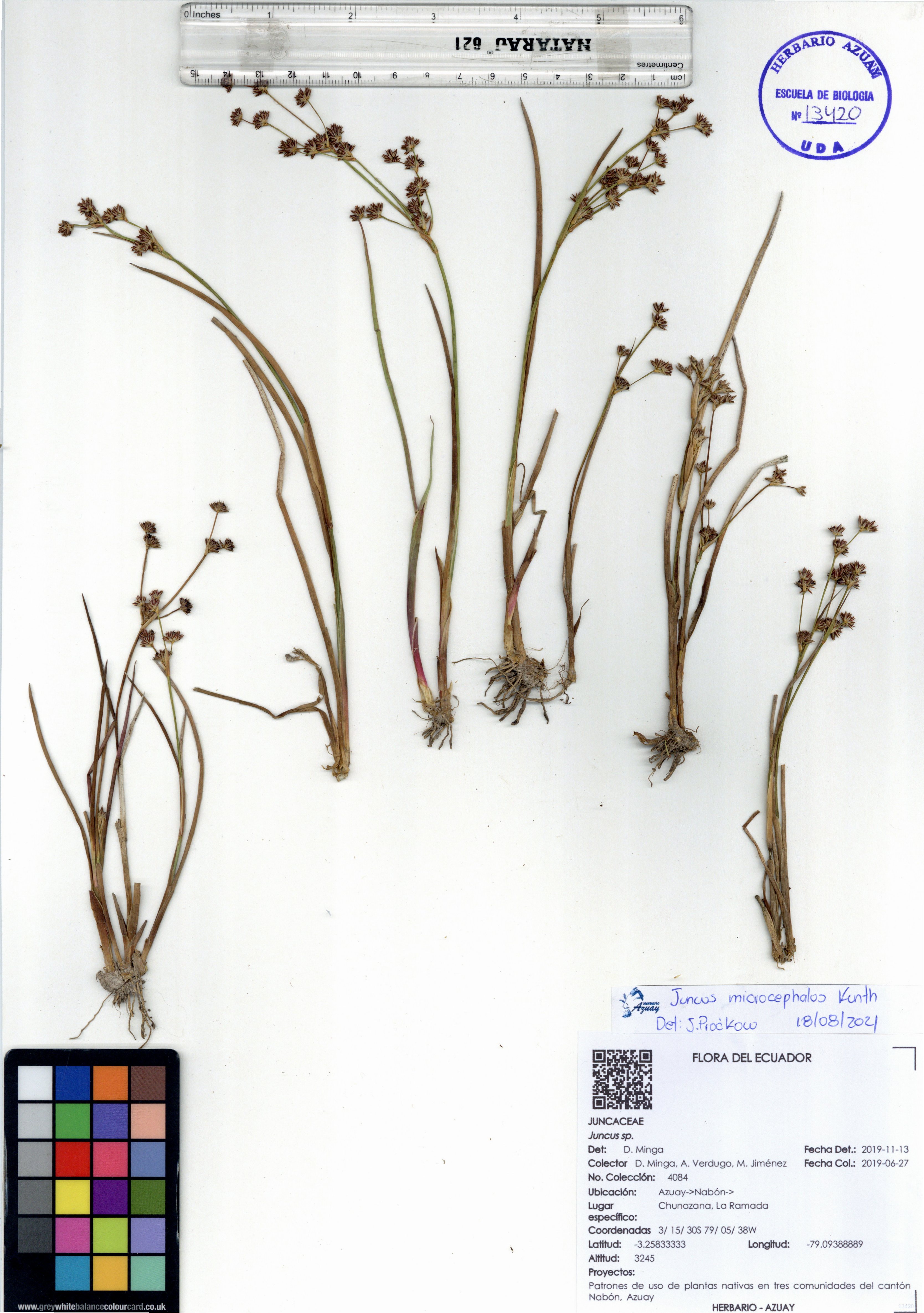 Juncus microcephalus Kunth