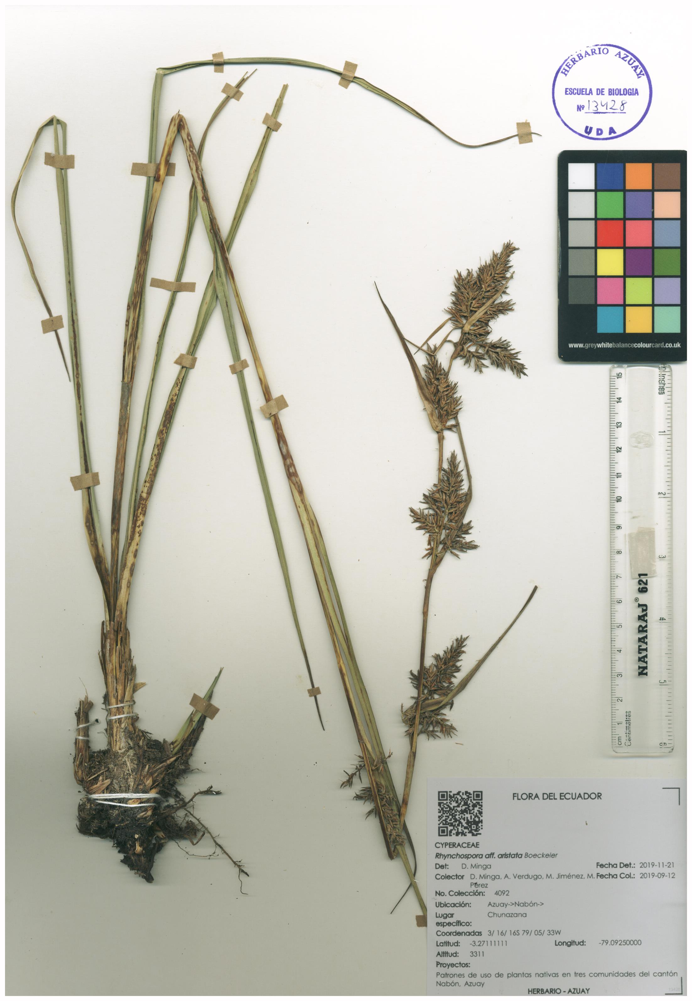 Rhynchospora aristata  Boeckeler