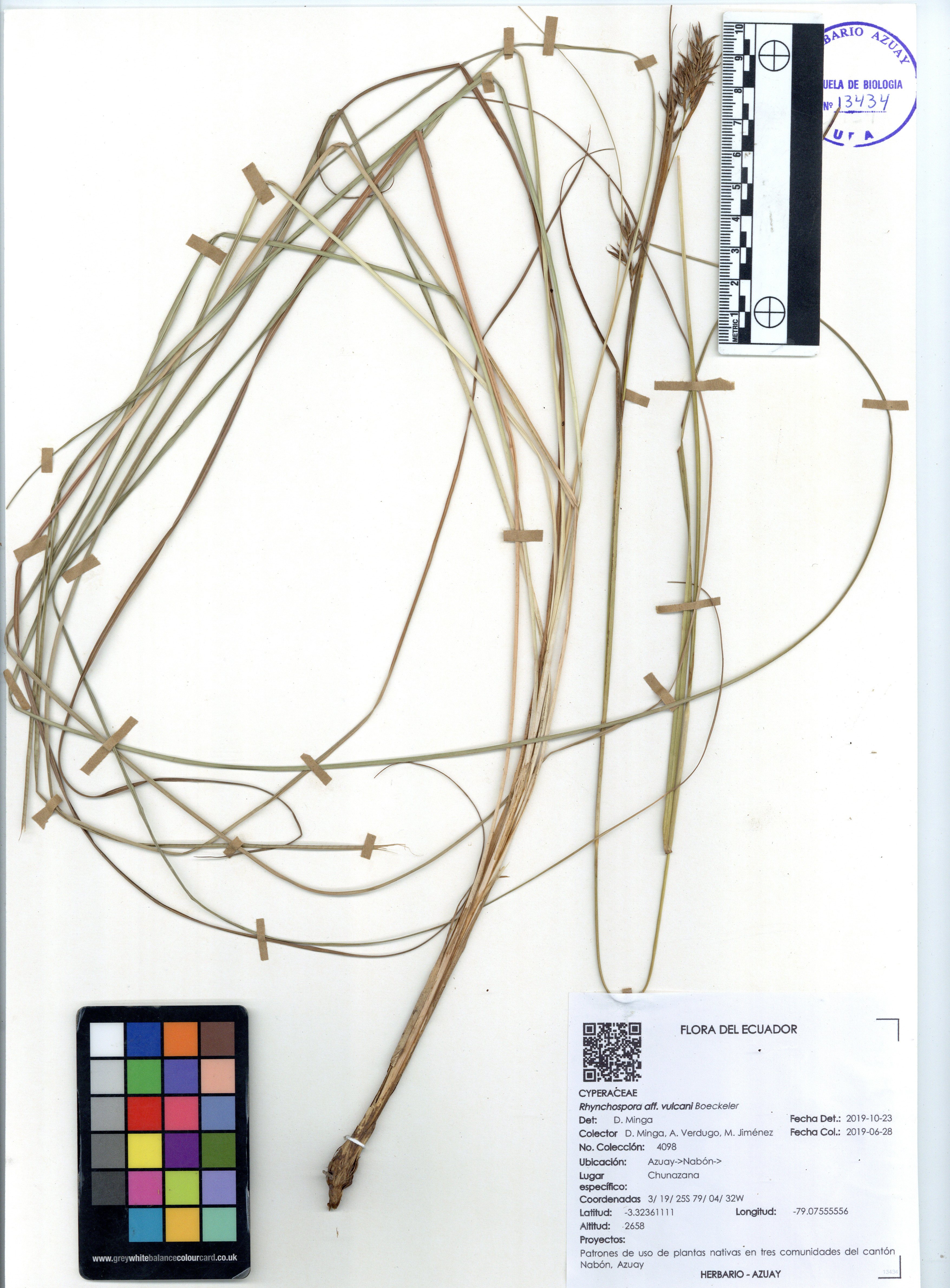 Rhynchospora vulcani Boeckeler