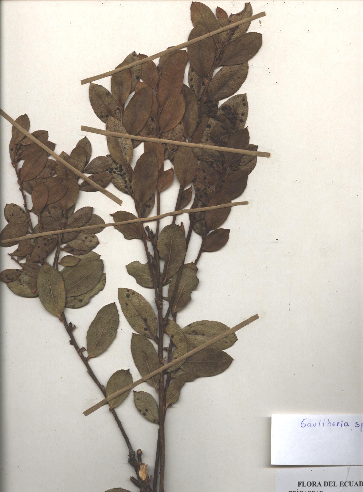 Gaultheria sp. SIN DETERMINAR