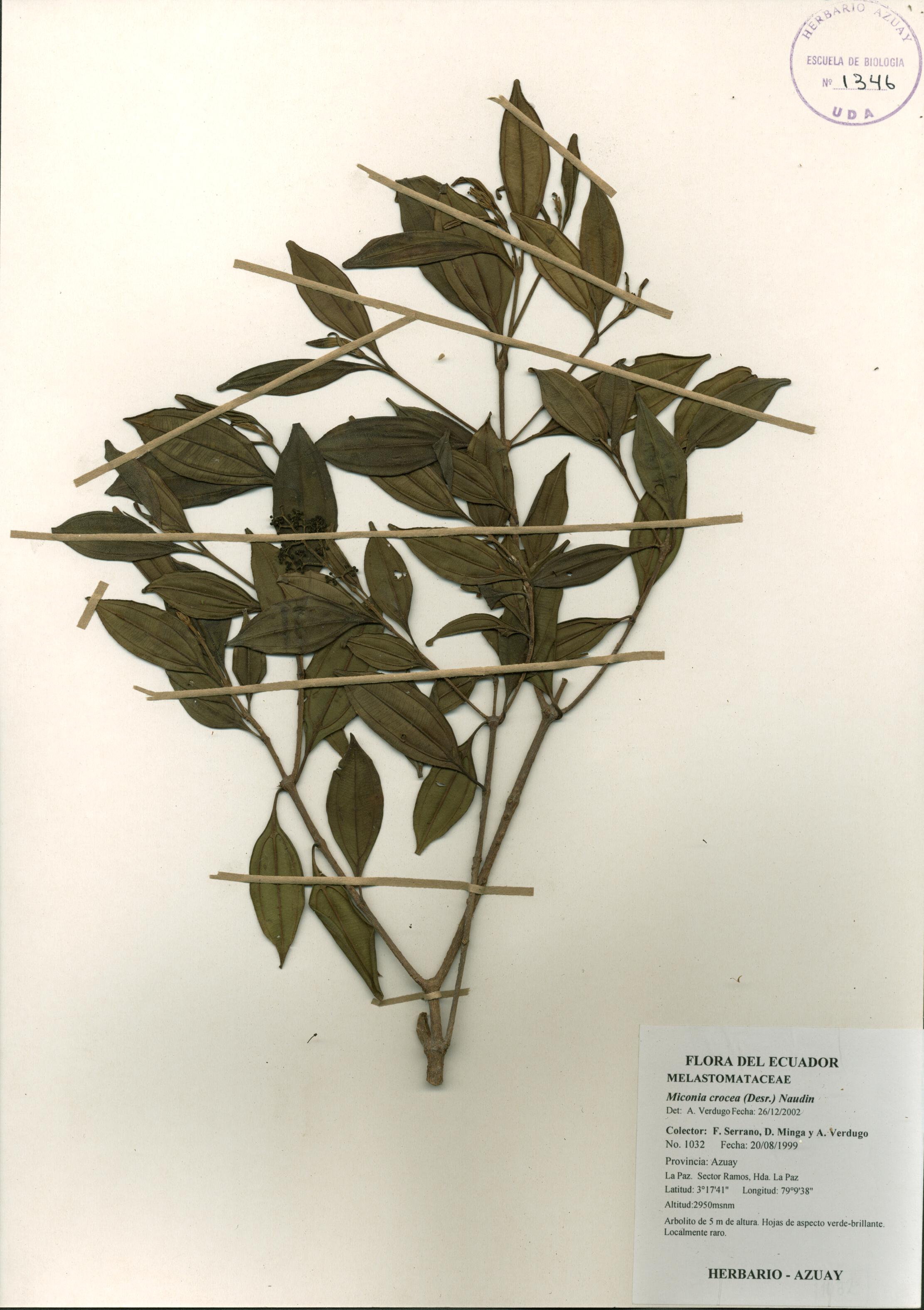 Miconia crocea (Desr.) Naudin.