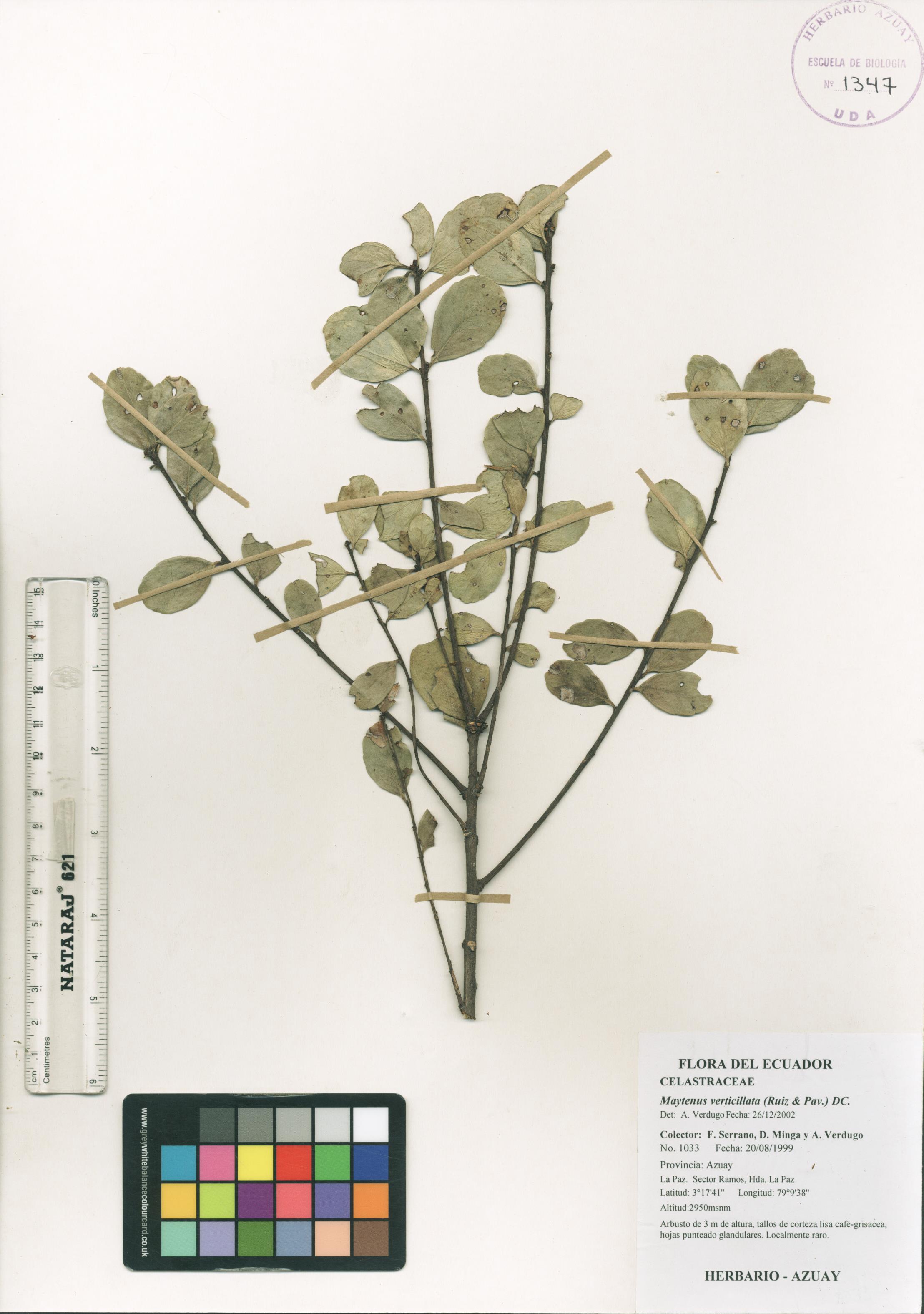 Maytenus verticillata (Ruiz & Pav.) DC.