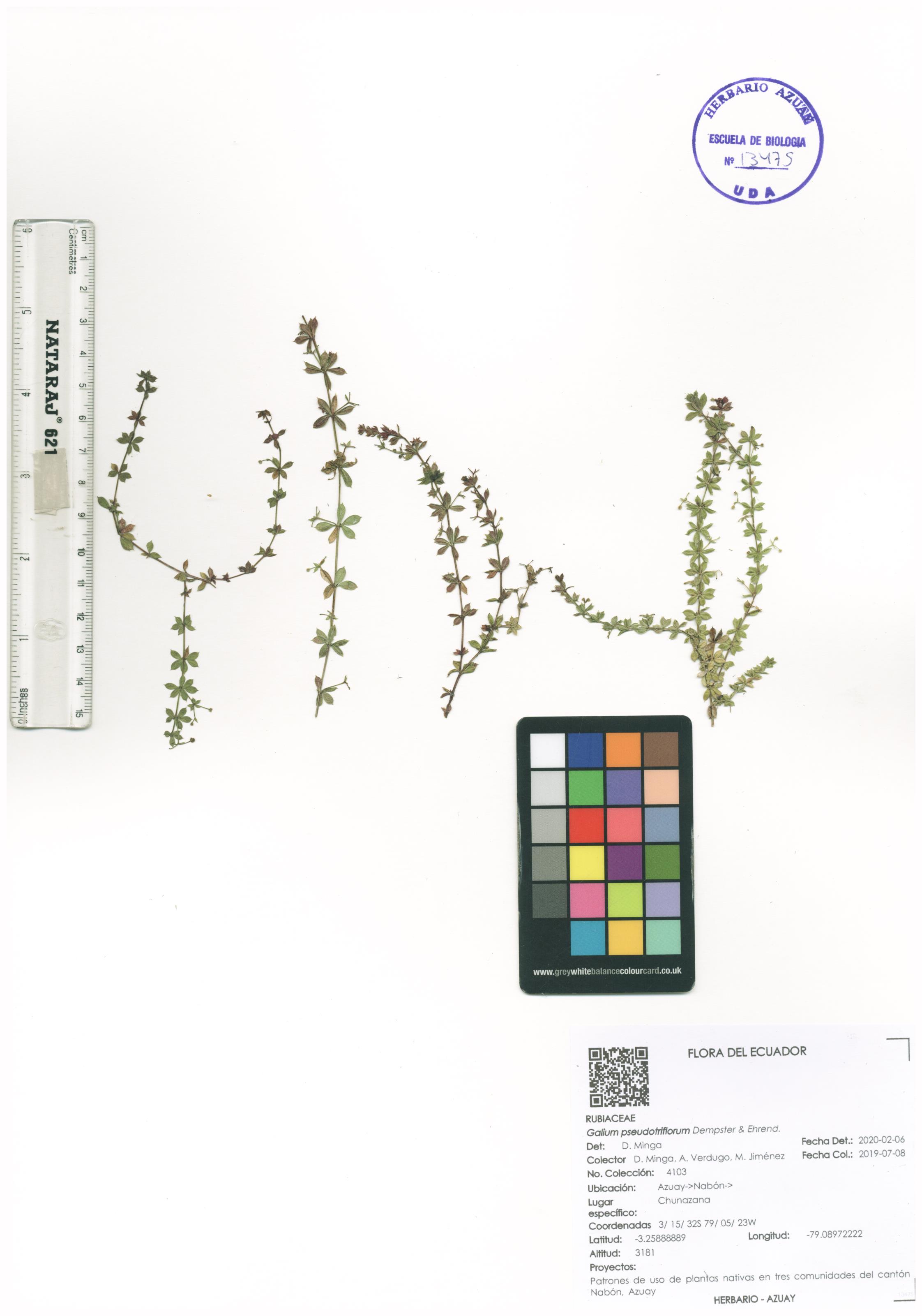 Galium pseudotriflorum Dempster & Ehrend.