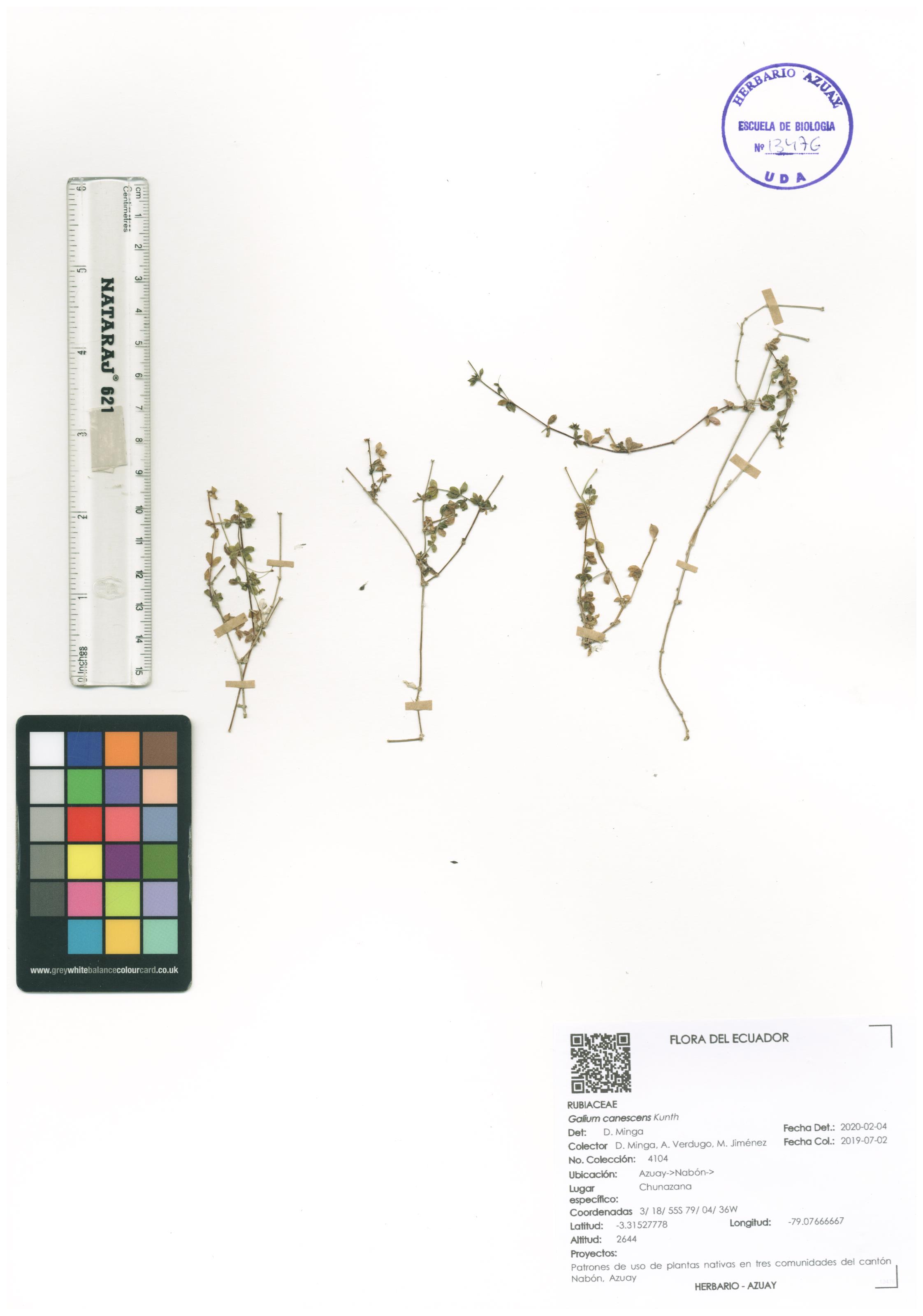 Galium canescens Kunth