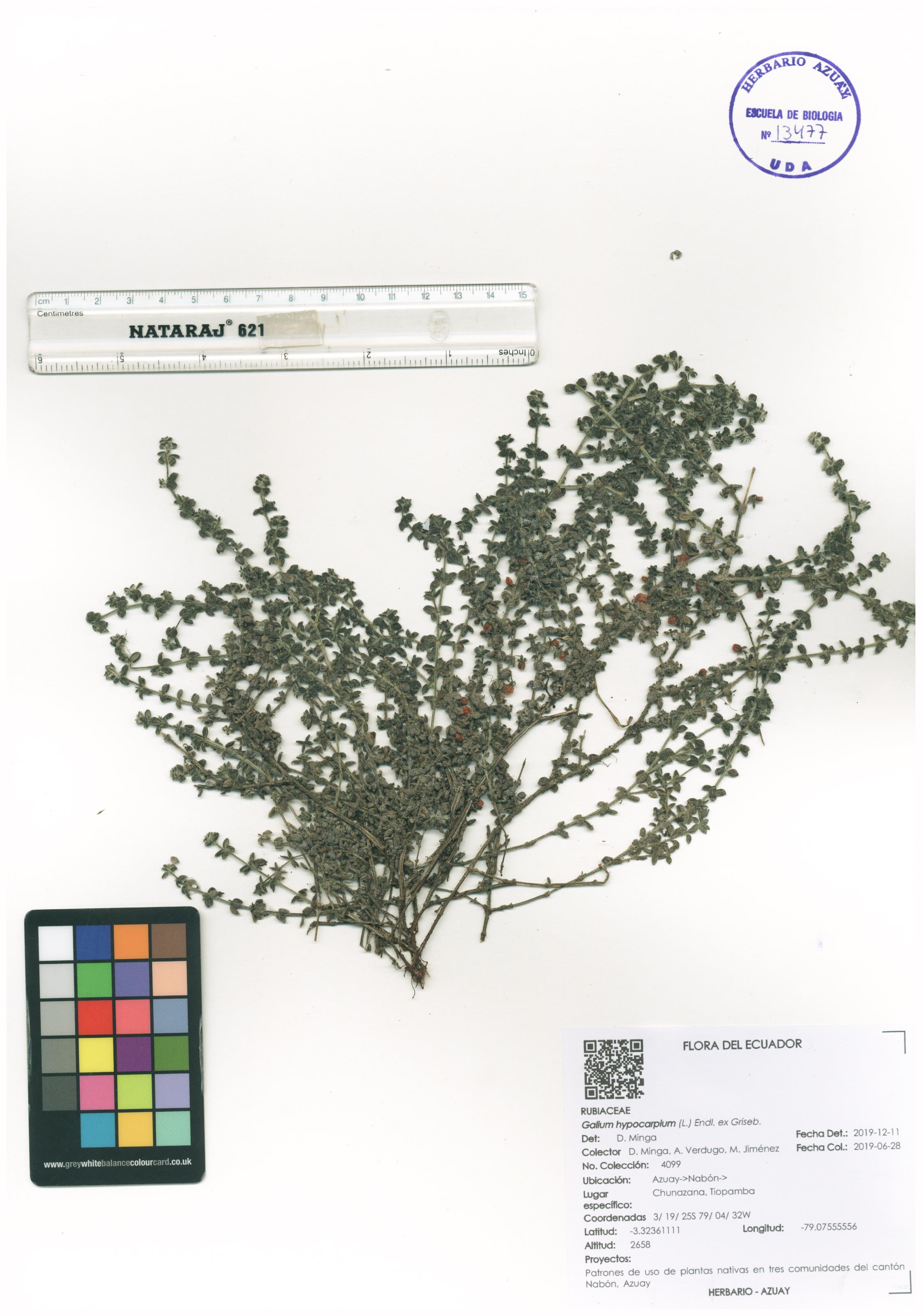 Galium hypocarpium (L.) Endl. ex Griseb.