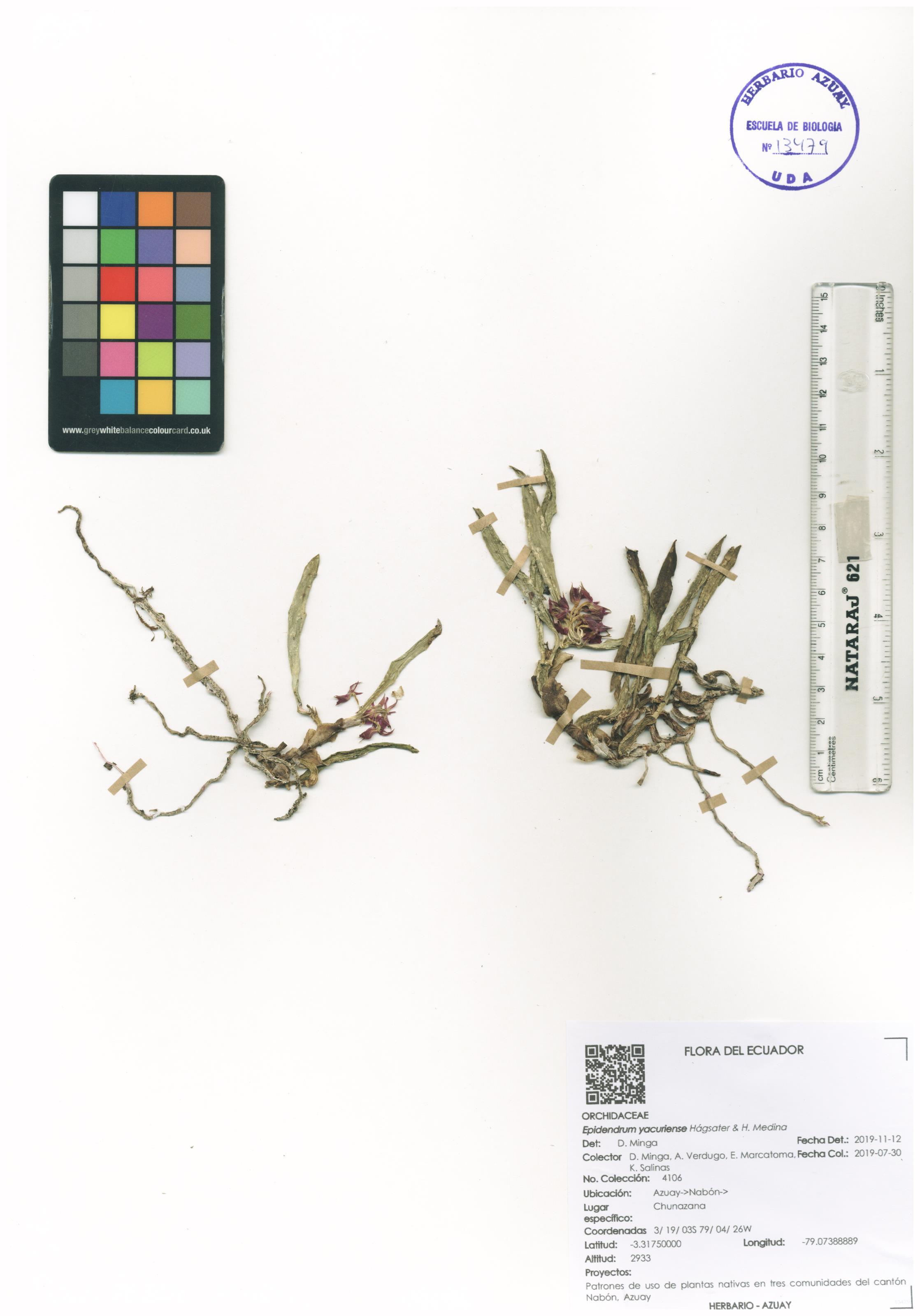 Epidendrum yacuriense Hágsater & H. Medina