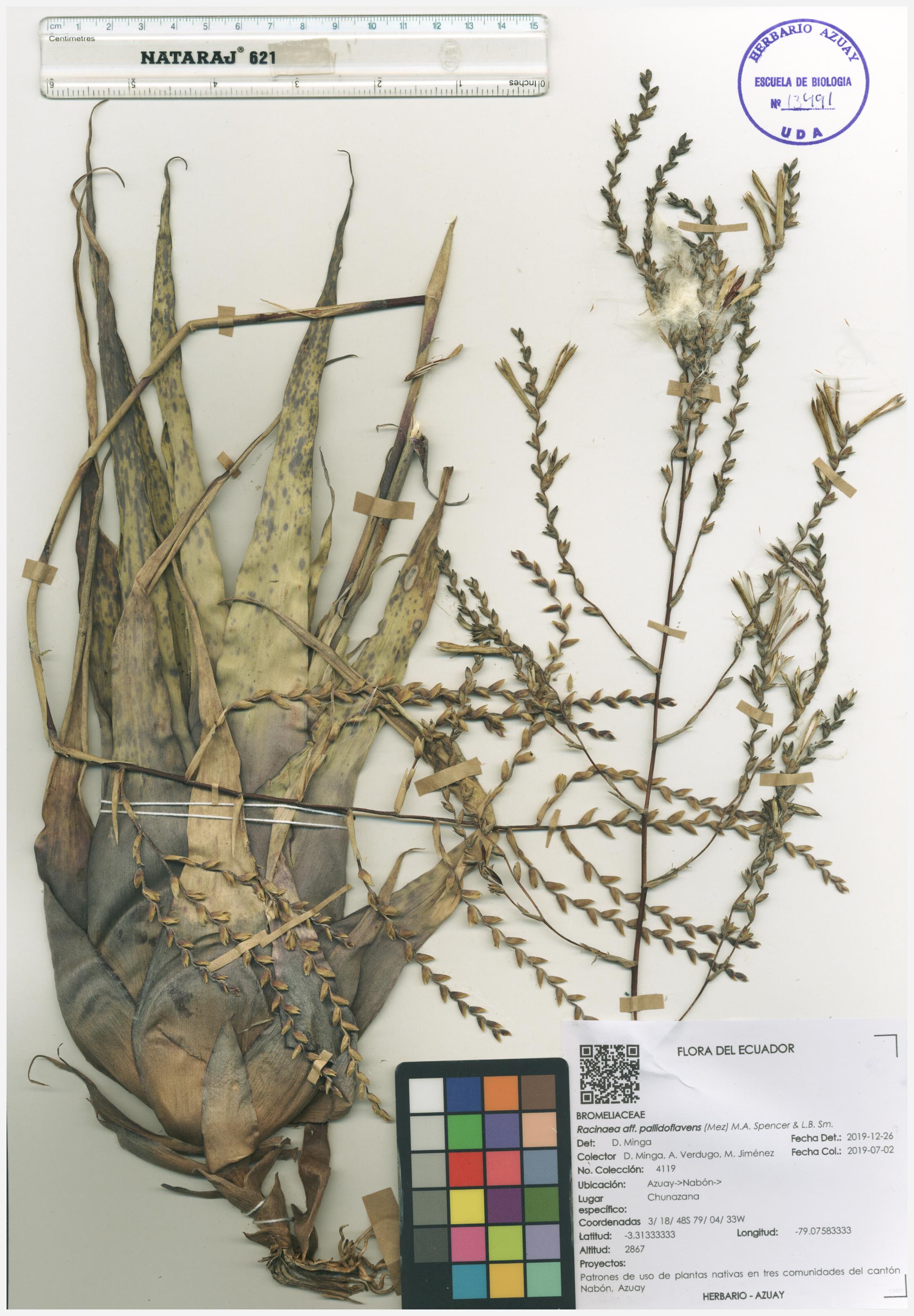 Racinaea pallidoflavens  (Mez) M.A. Spencer & L.B. Sm.