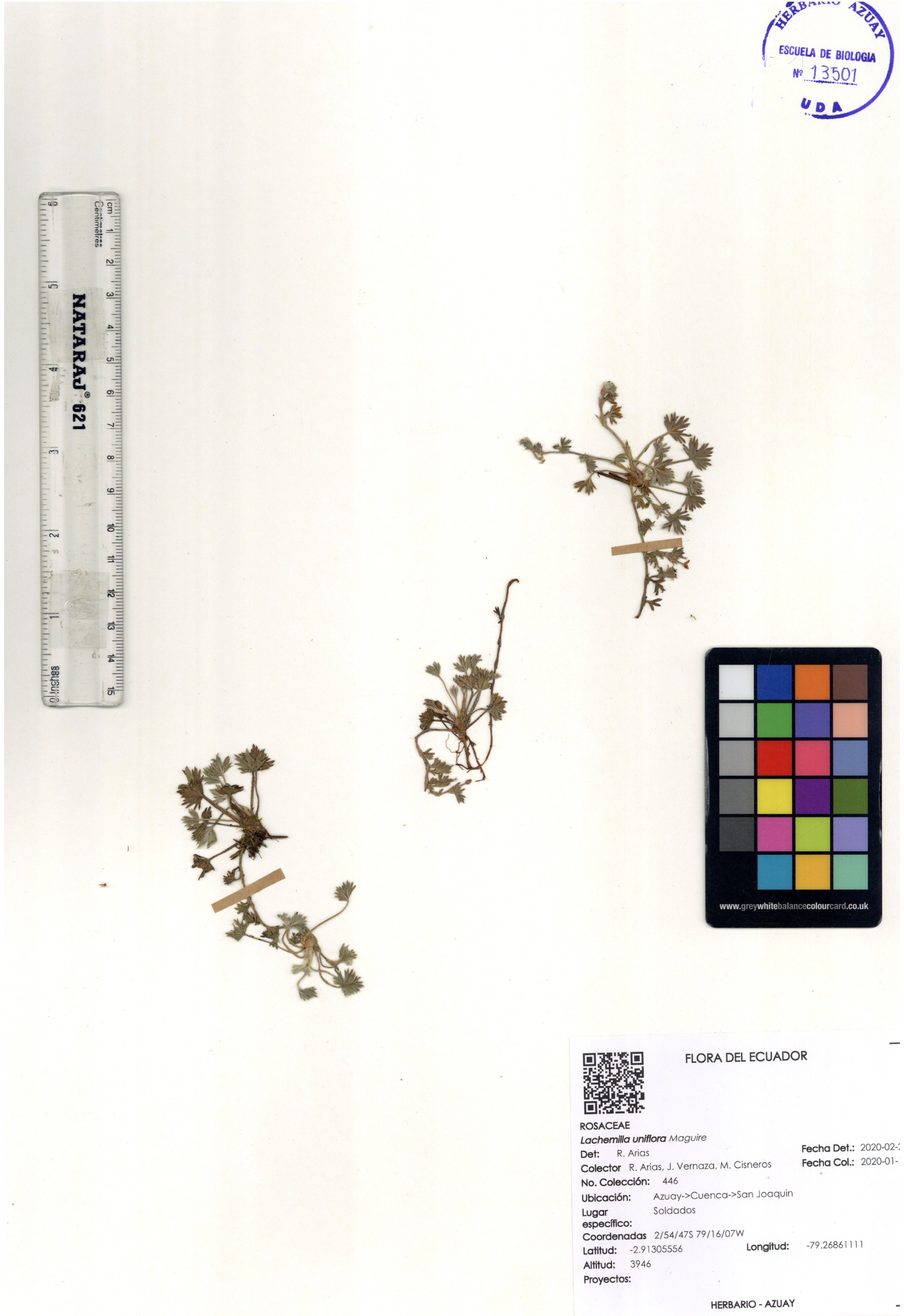 Lachemilla uniflora Maguire