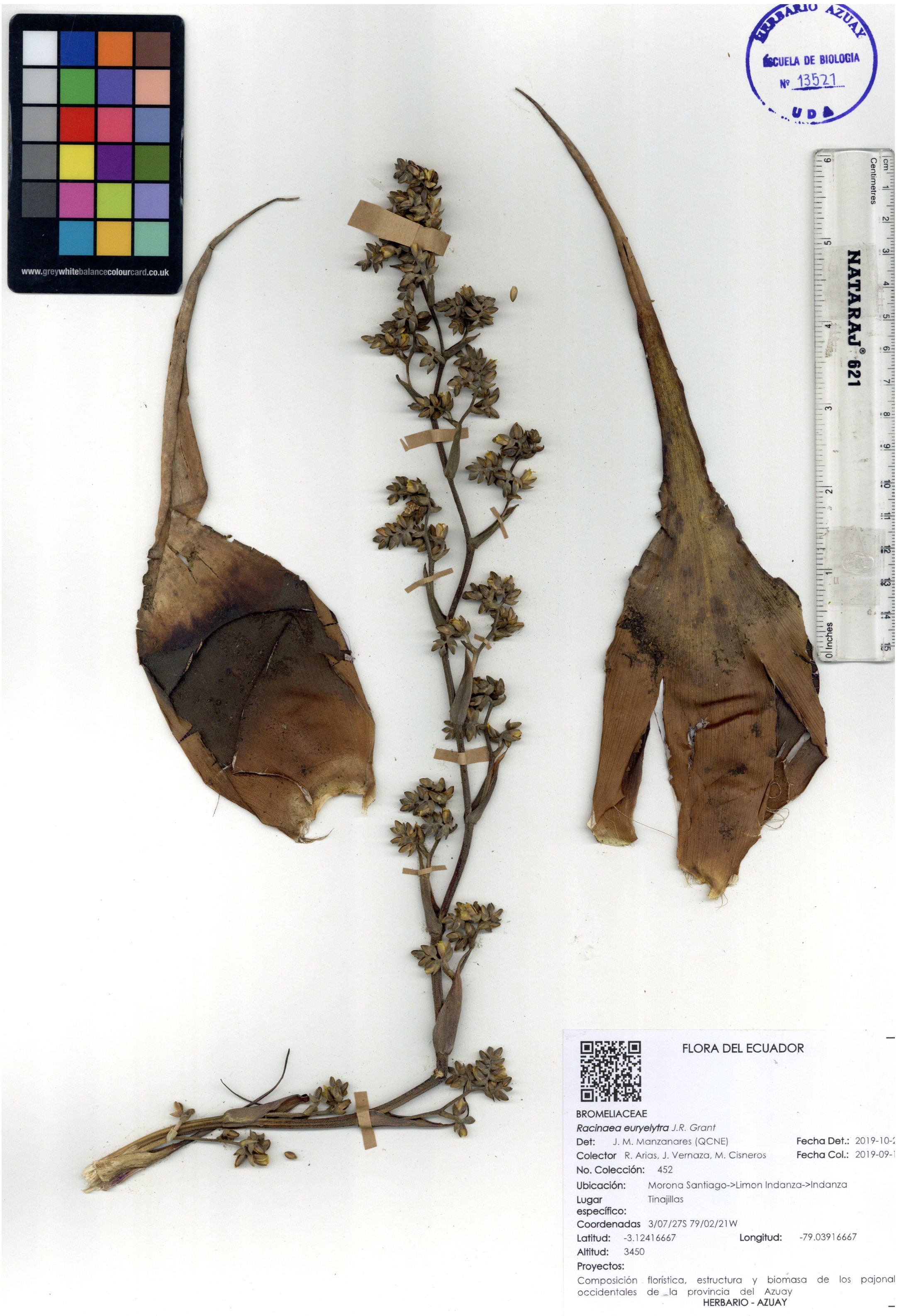 Racinaea euryelytra  J.R. Grant