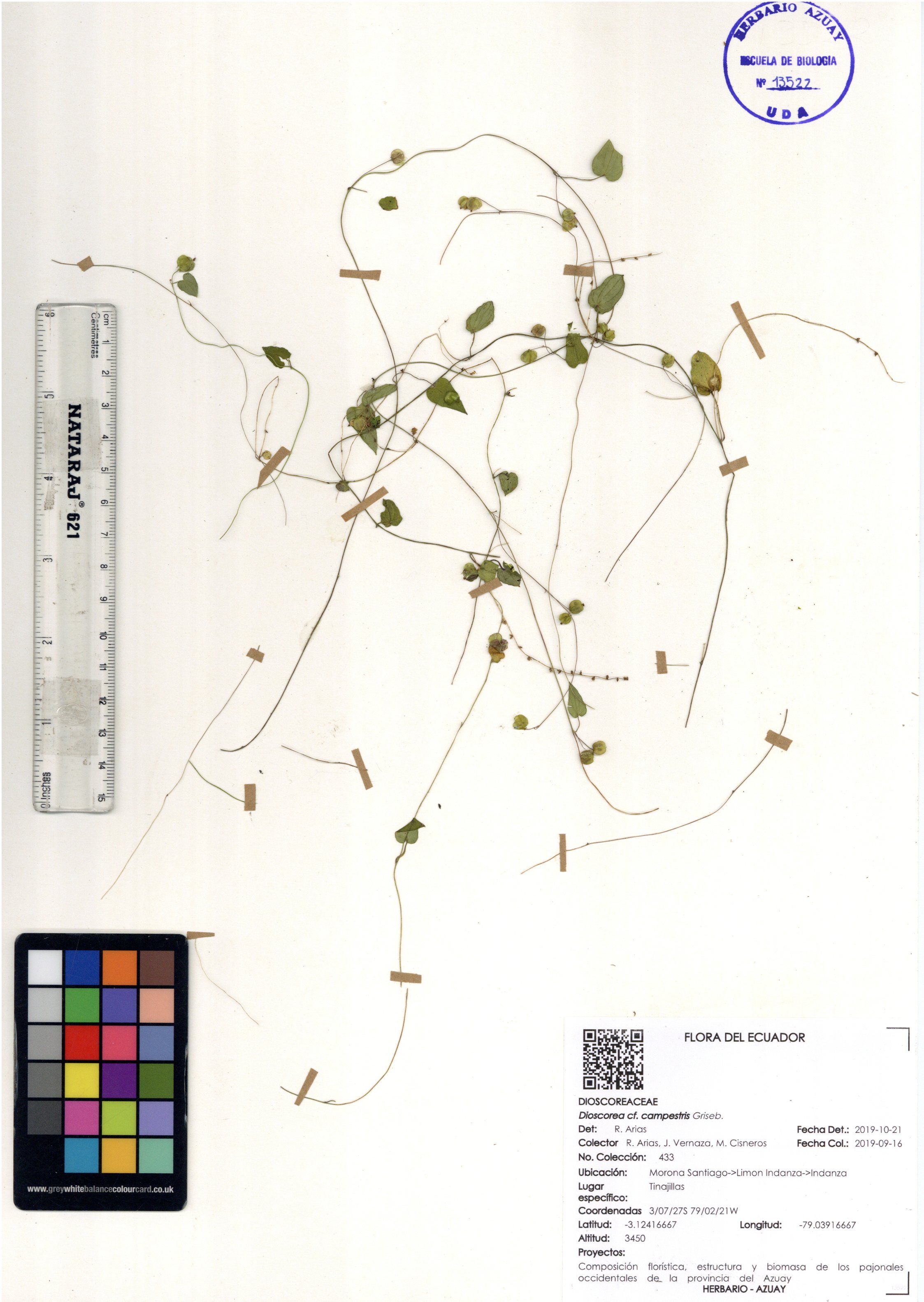 Dioscorea campestris Griseb.