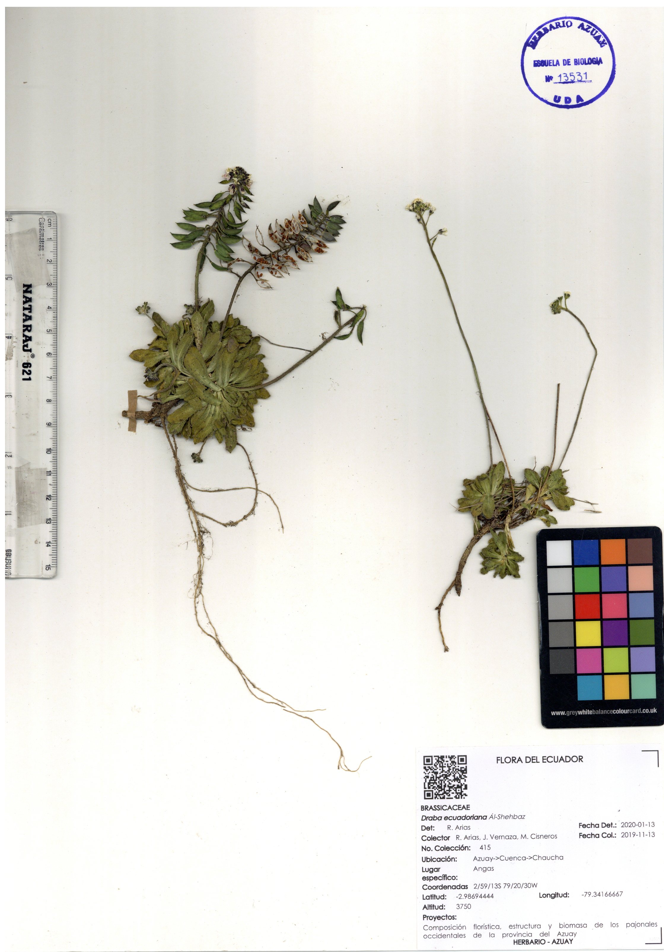 Draba ecuadoriana Al-Shehbaz