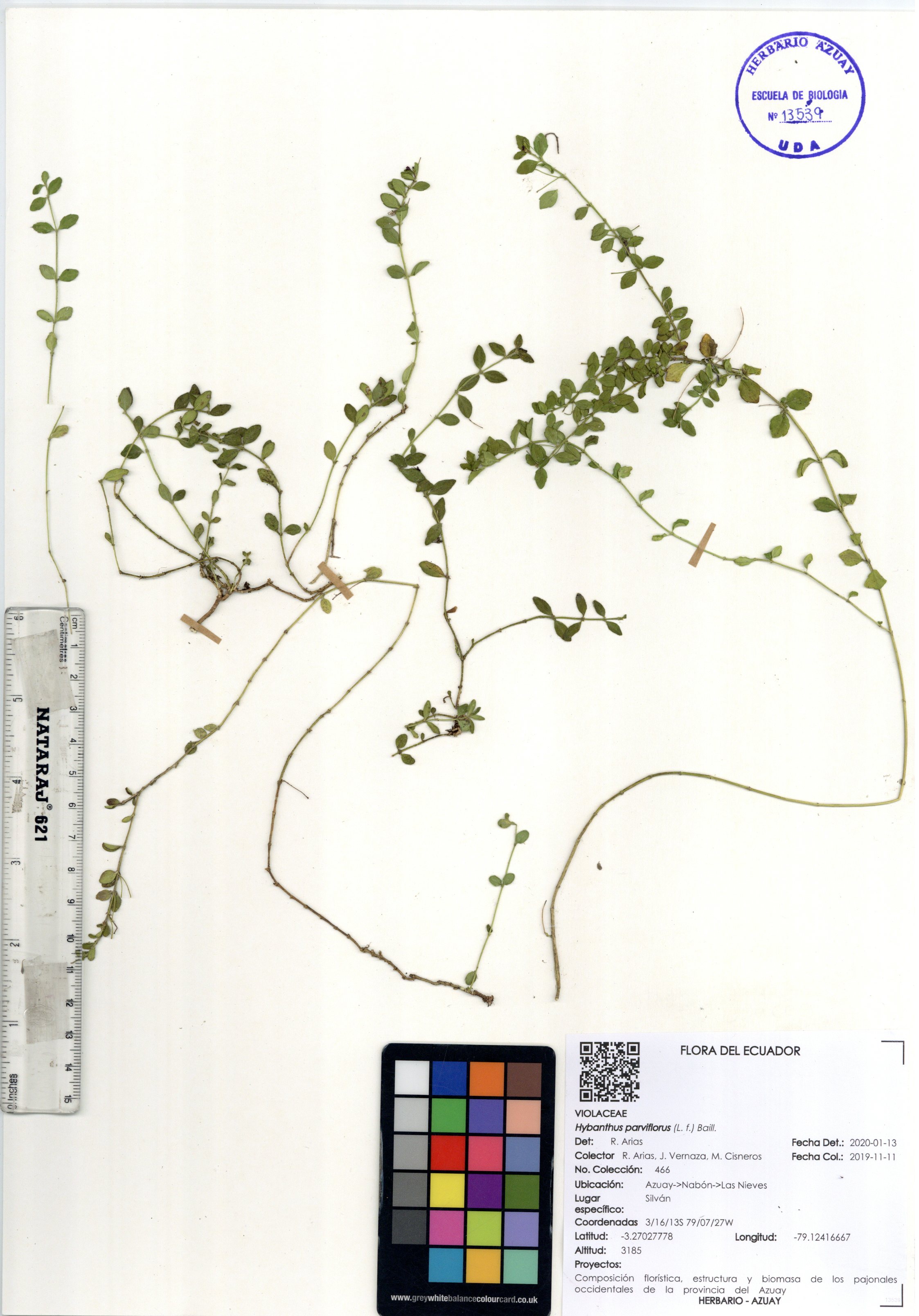 Hybanthus parviflorus (L. f.) Baill.