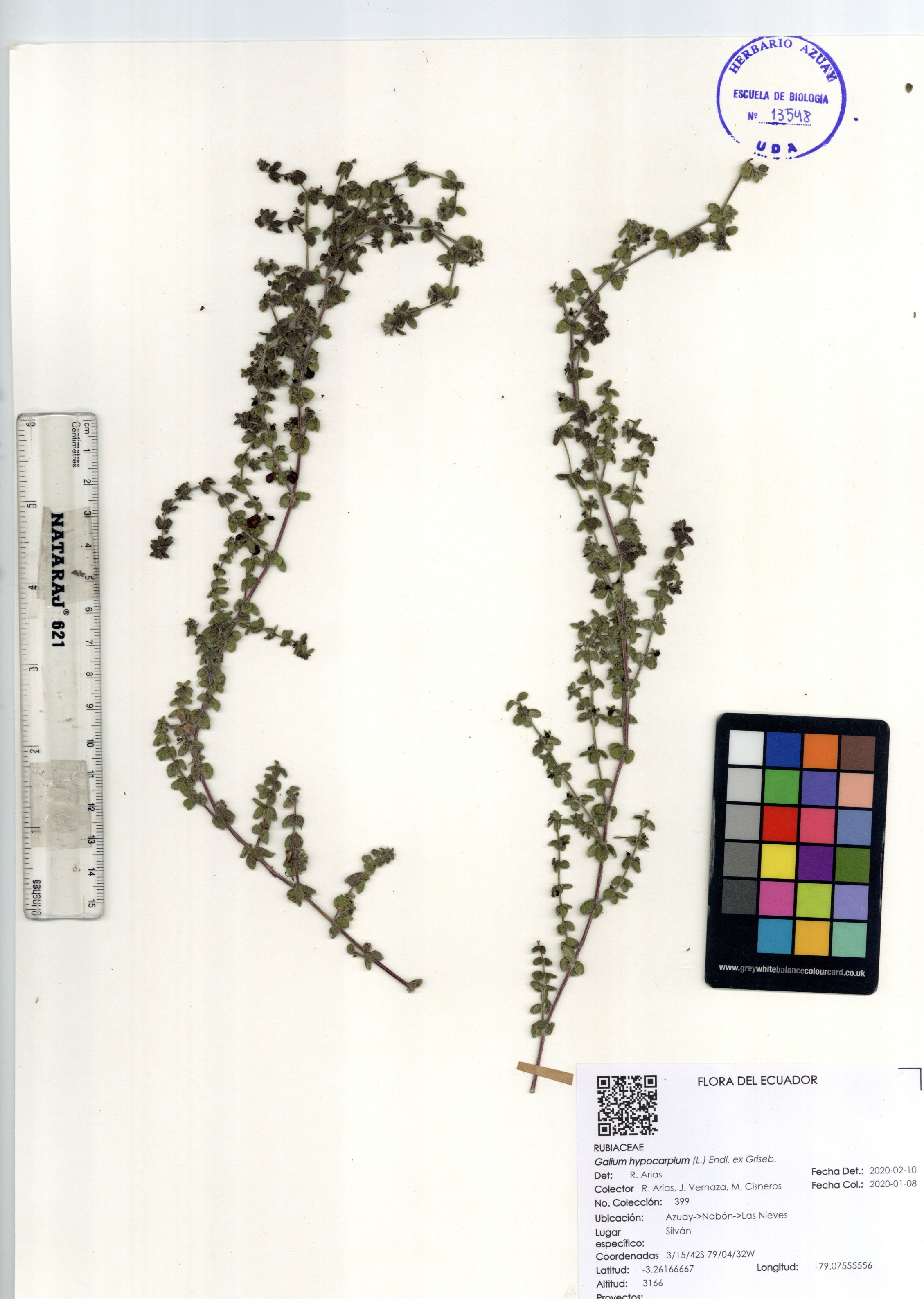 Galium hypocarpium (L.) Endl. ex Griseb.