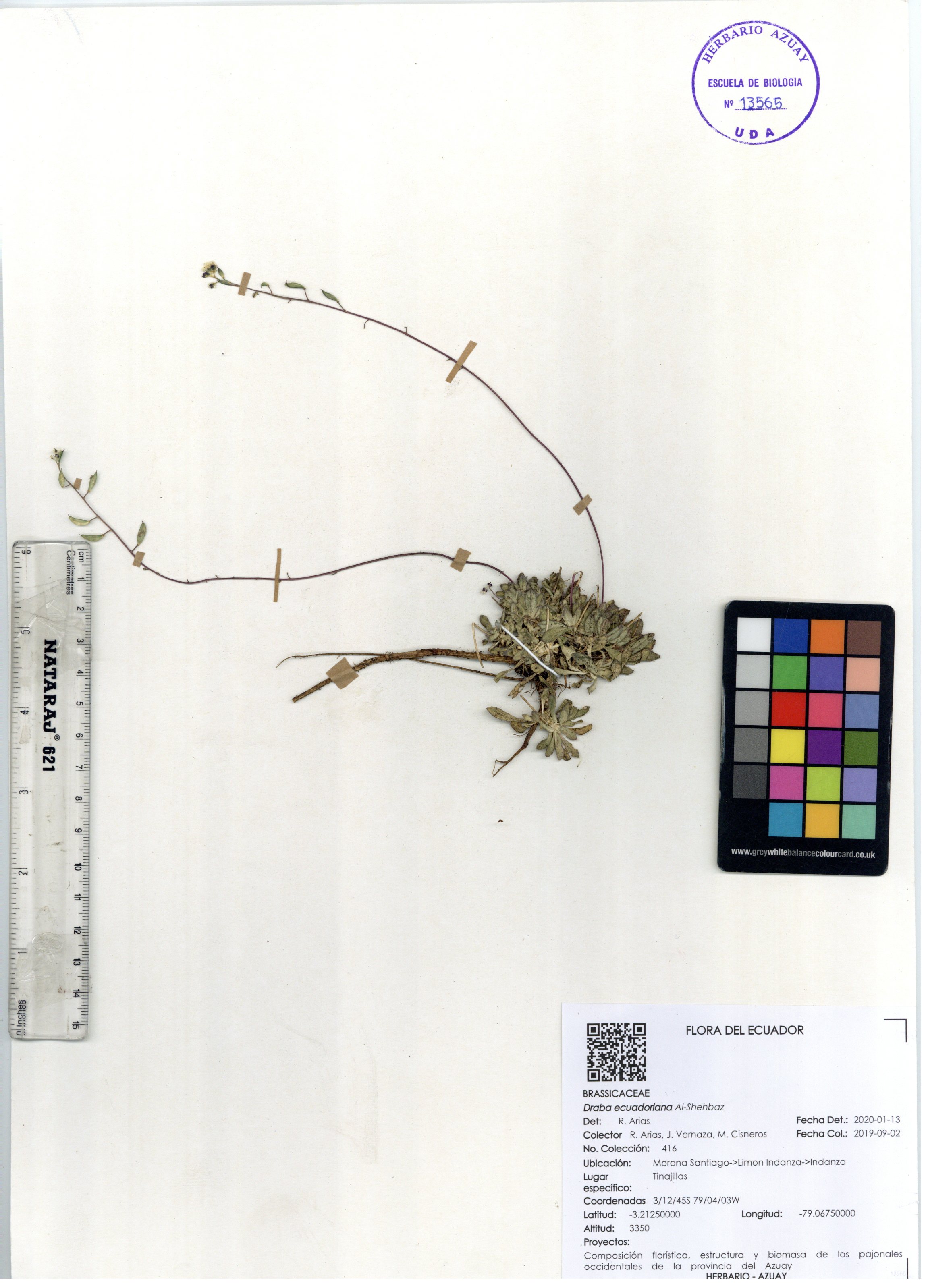 Draba ecuadoriana Al-Shehbaz