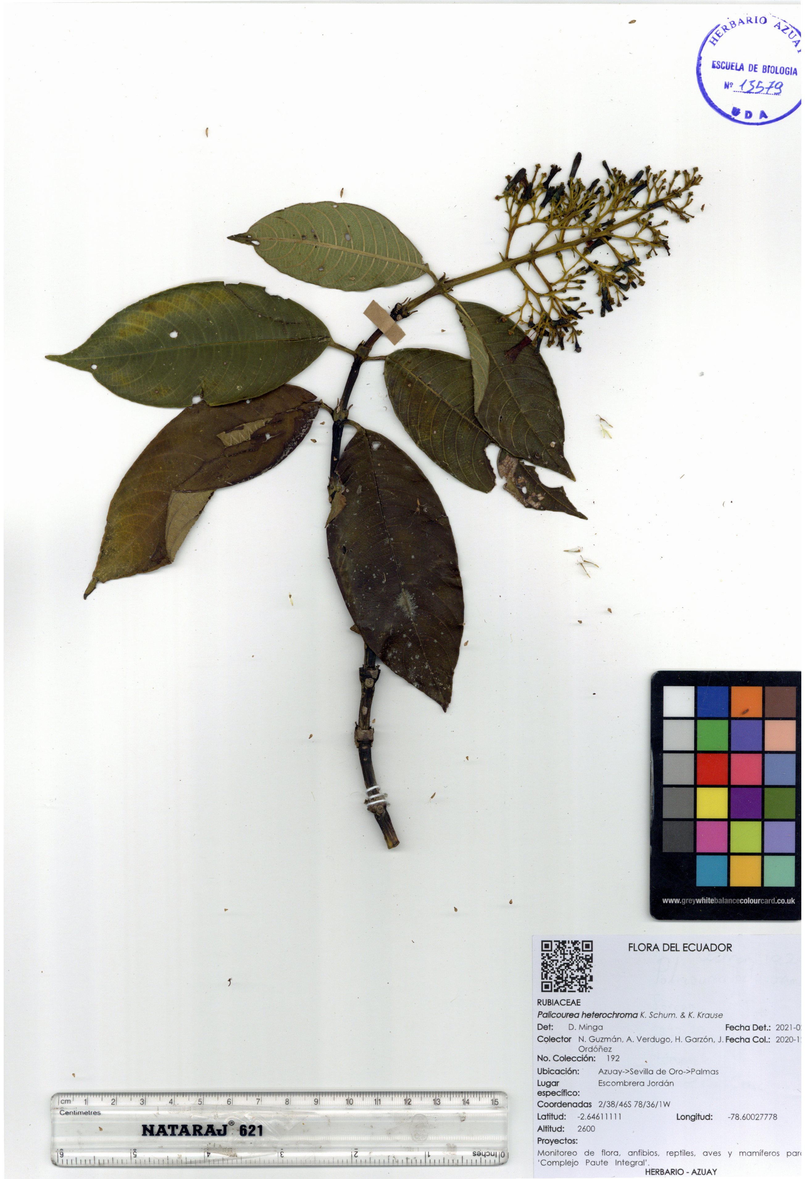 Palicourea heterochroma K. Schum. & K. Krause