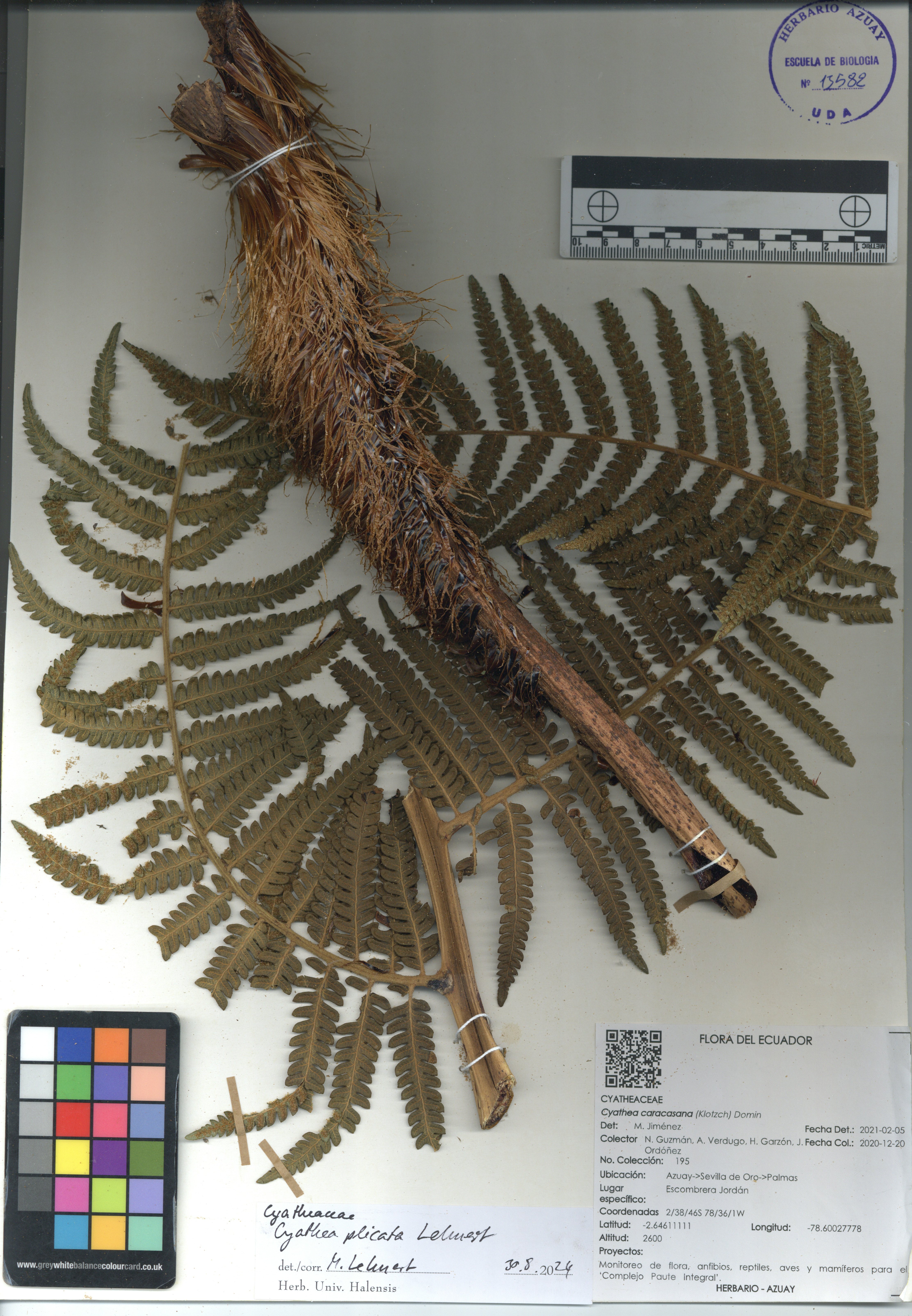 Cyathea plicata  Lehnert