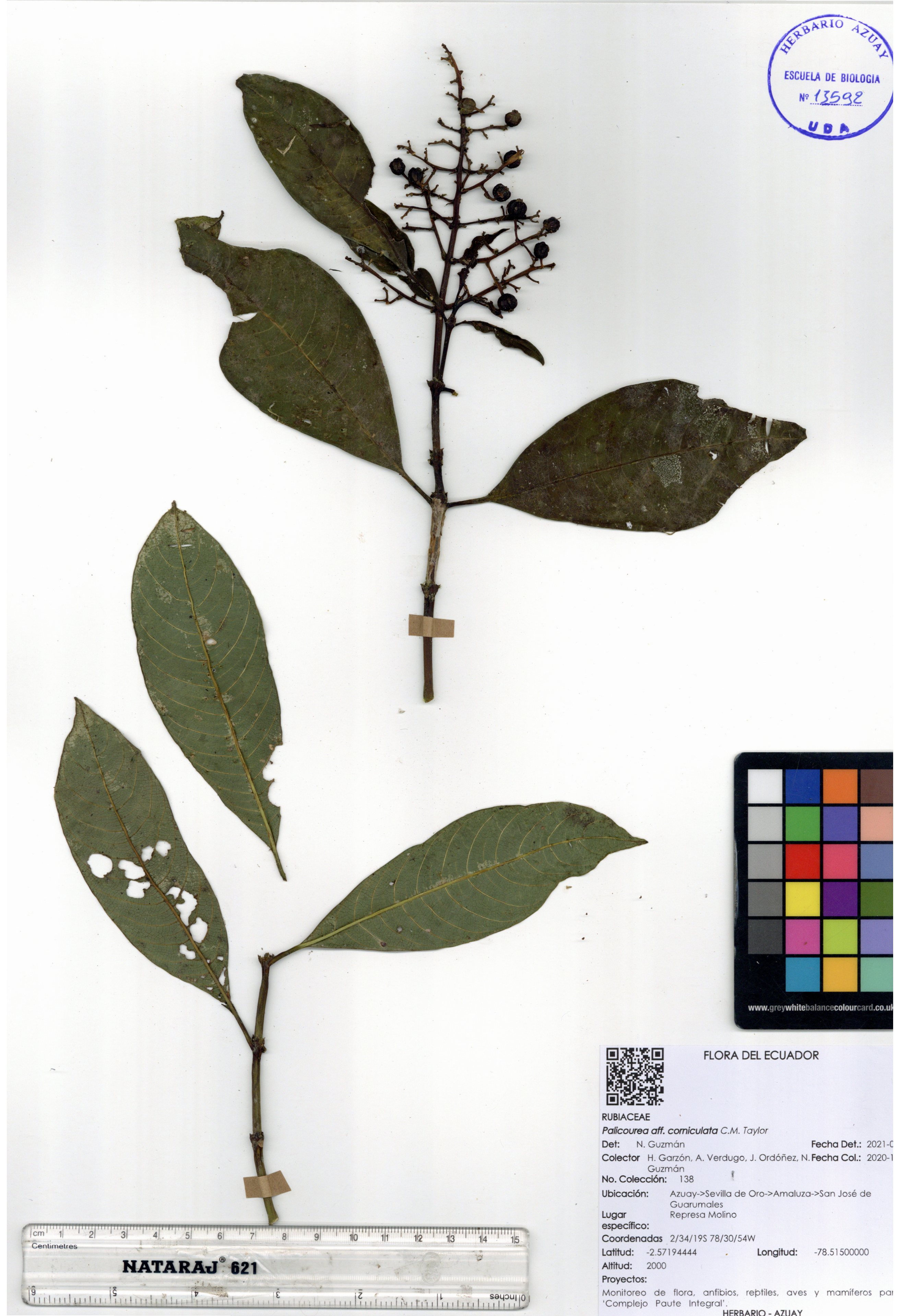 Palicourea corniculata C.M. Taylor