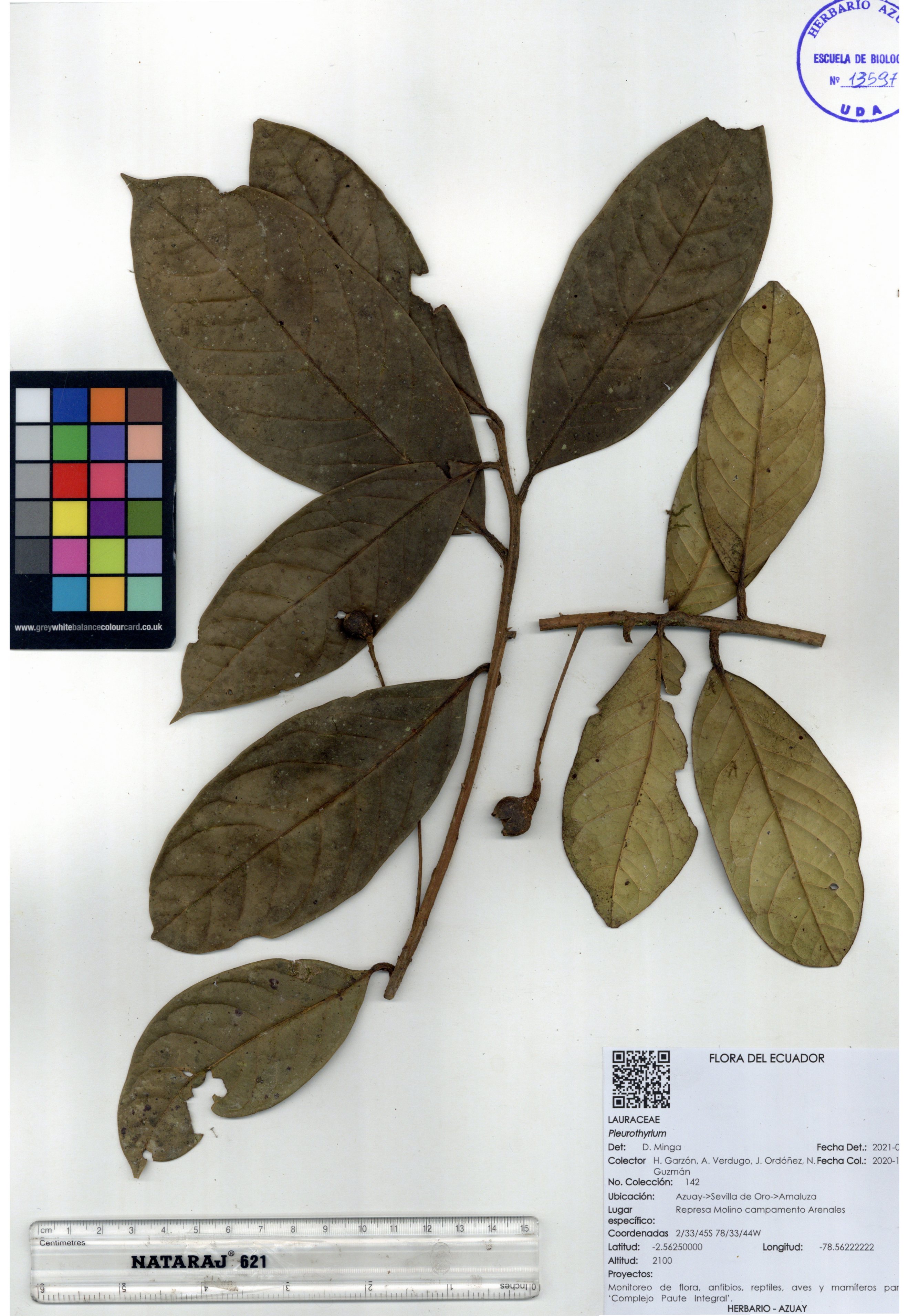 Pleurothyrium sin determinar sin determinar