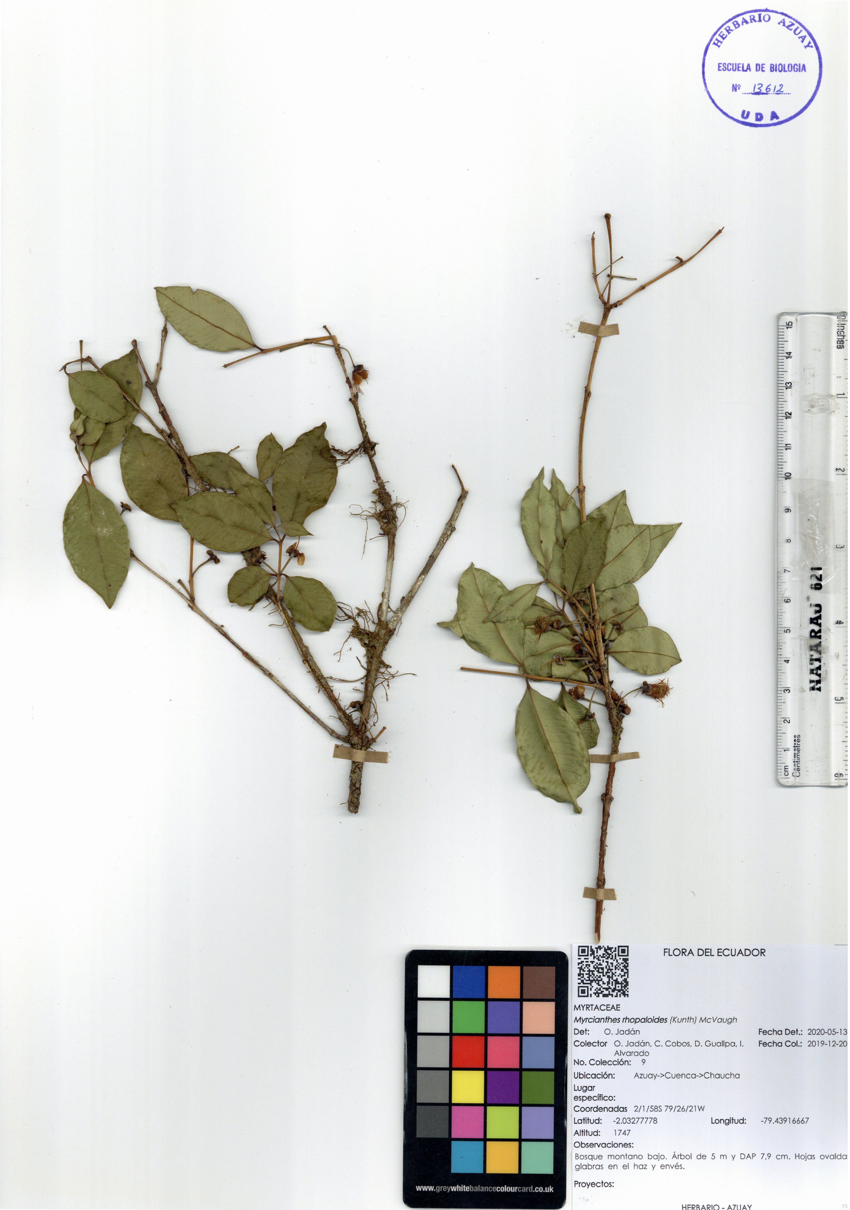 Myrcianthes rhopaloides (Kunth) McVaugh