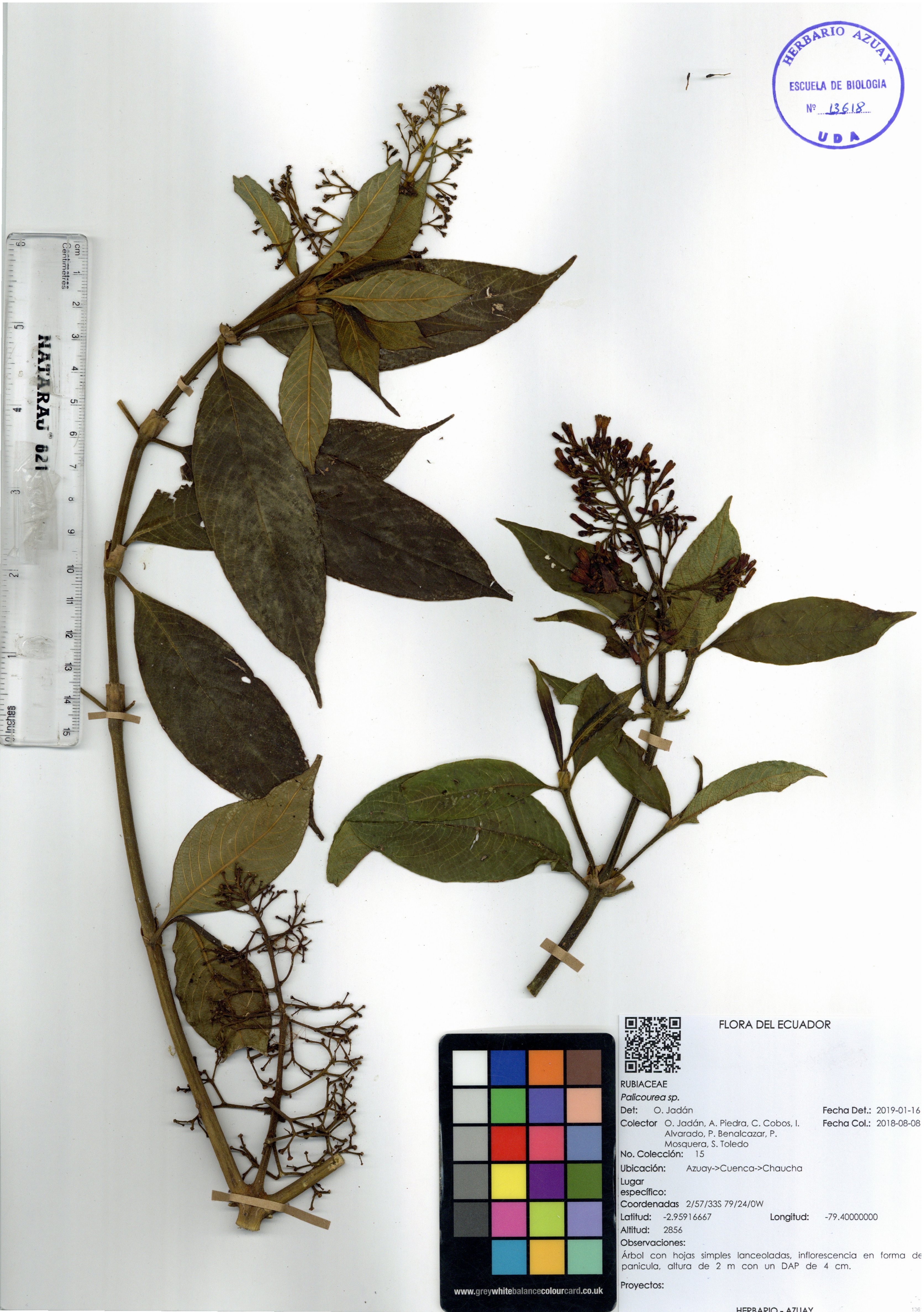 Palicourea sp. SIN DETERMINAR