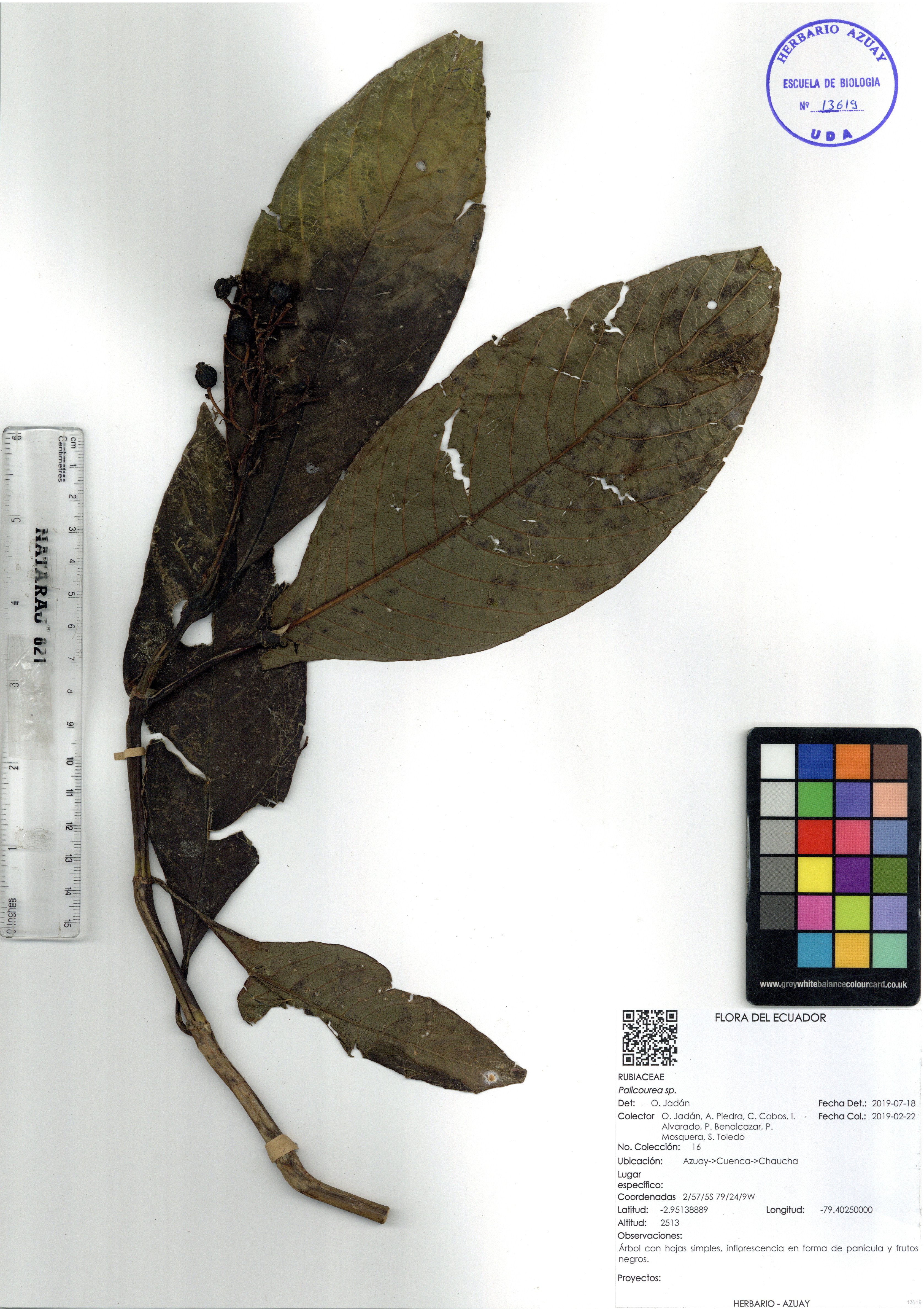 Palicourea sp. SIN DETERMINAR