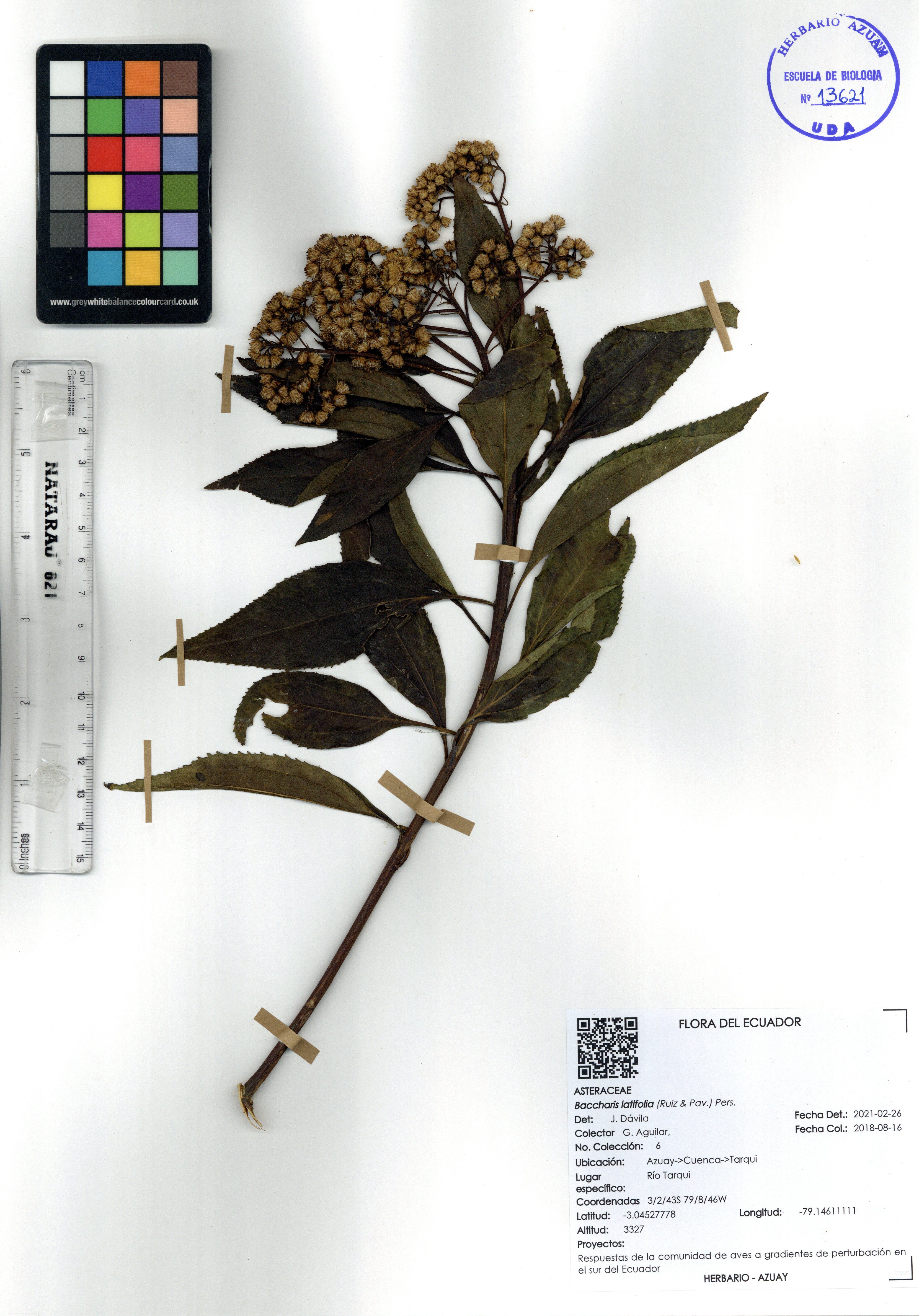 Baccharis latifolia (Ruiz & Pav.) Pers.