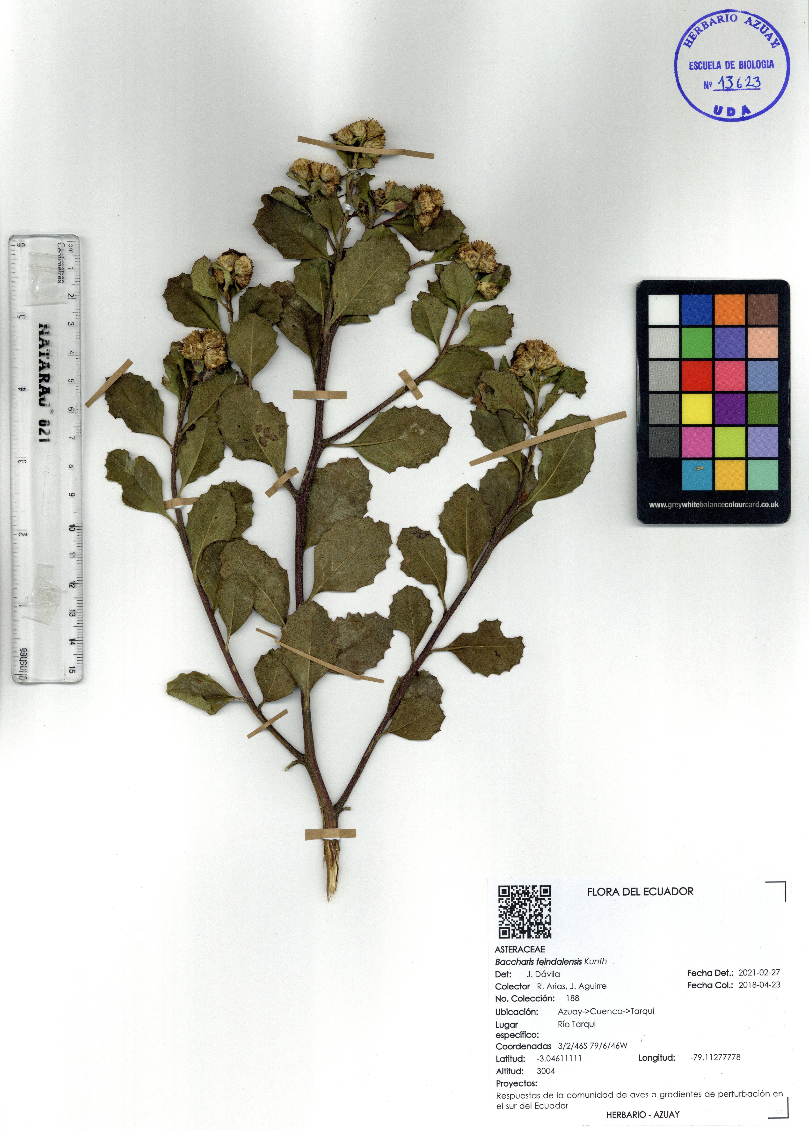 Baccharis teindalensis Kunth