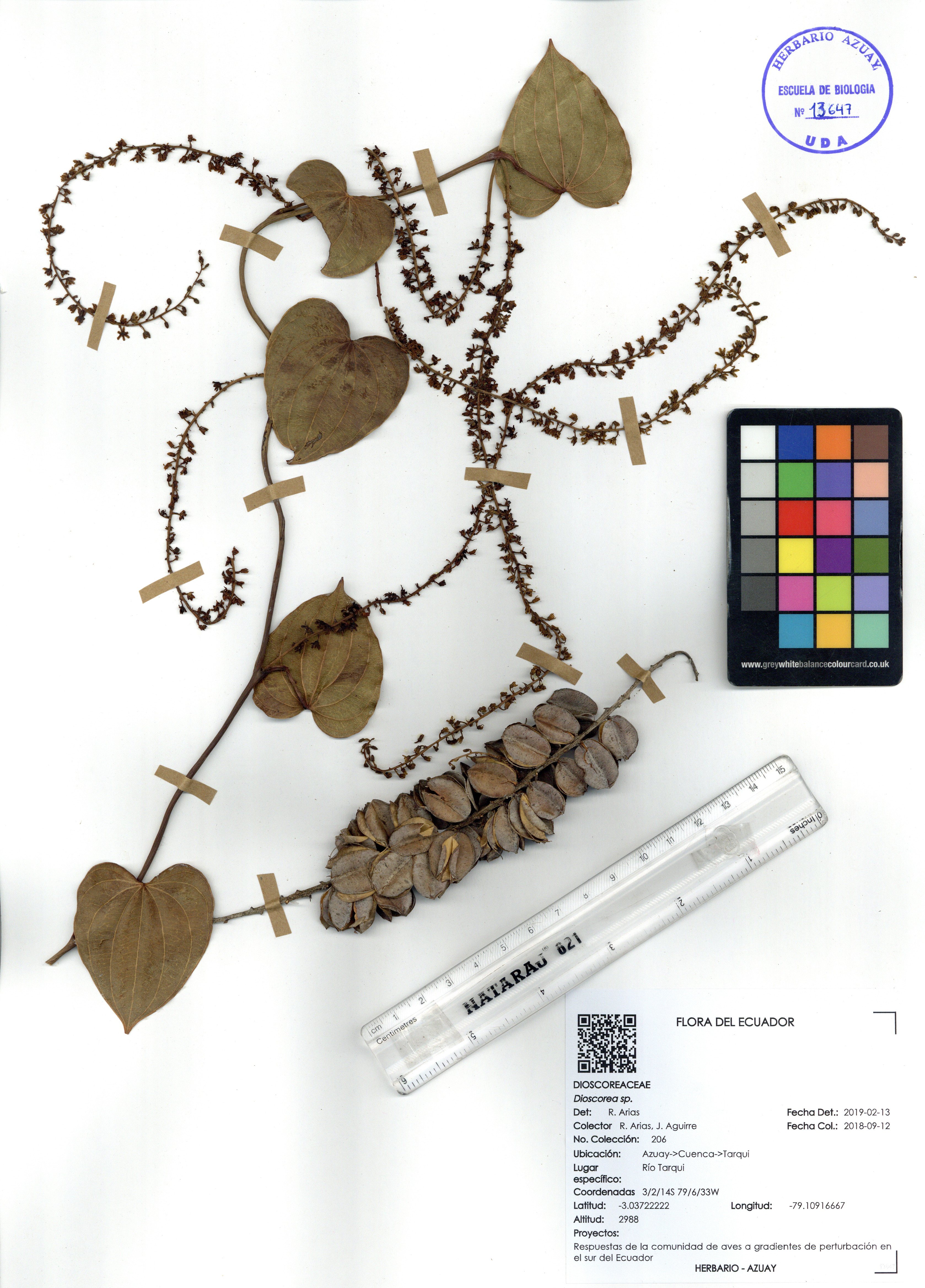 Dioscorea sp. SIN DETERMINAR