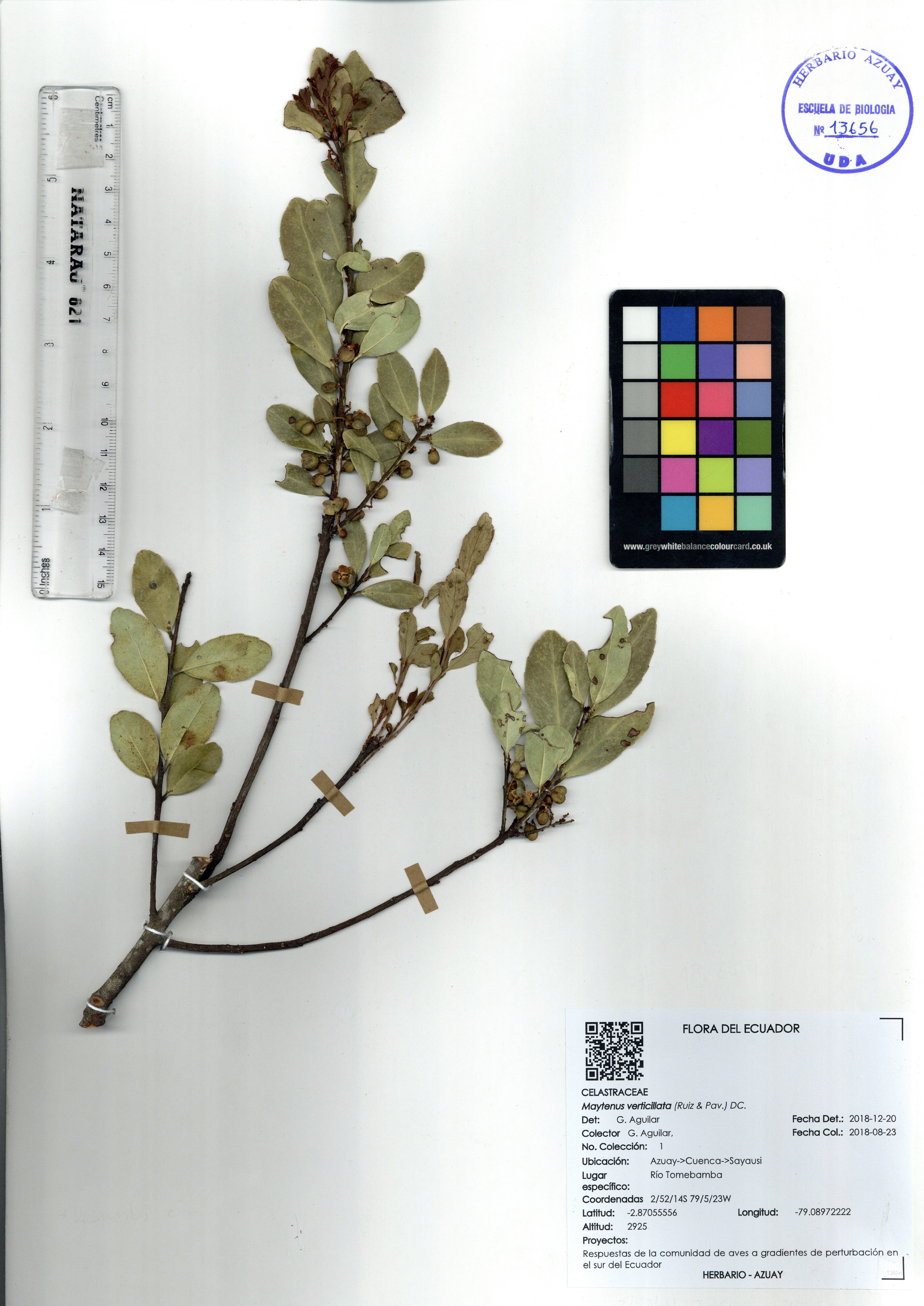 Maytenus verticillata (Ruiz & Pav.) DC.