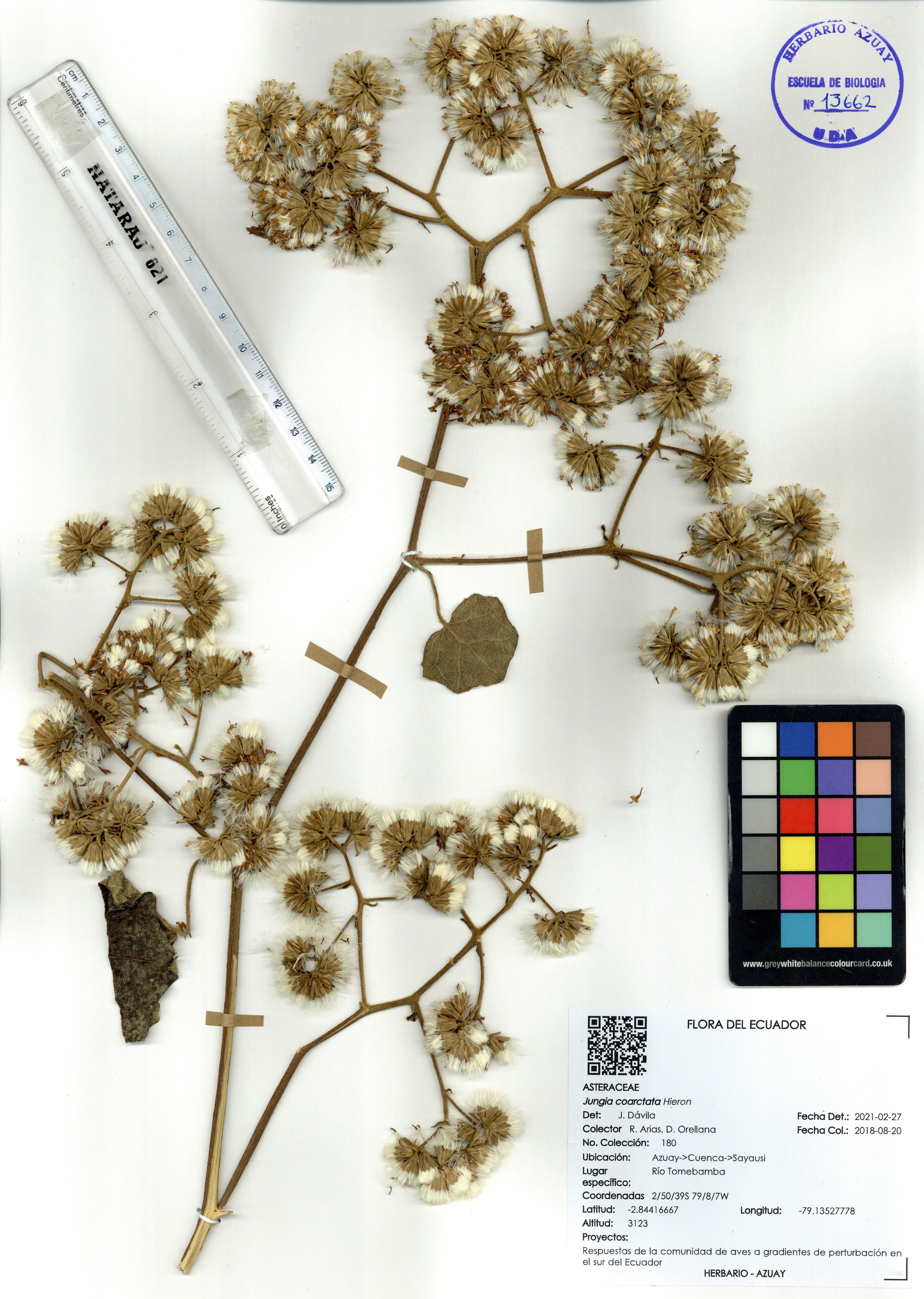 Jungia coarctata Hieron